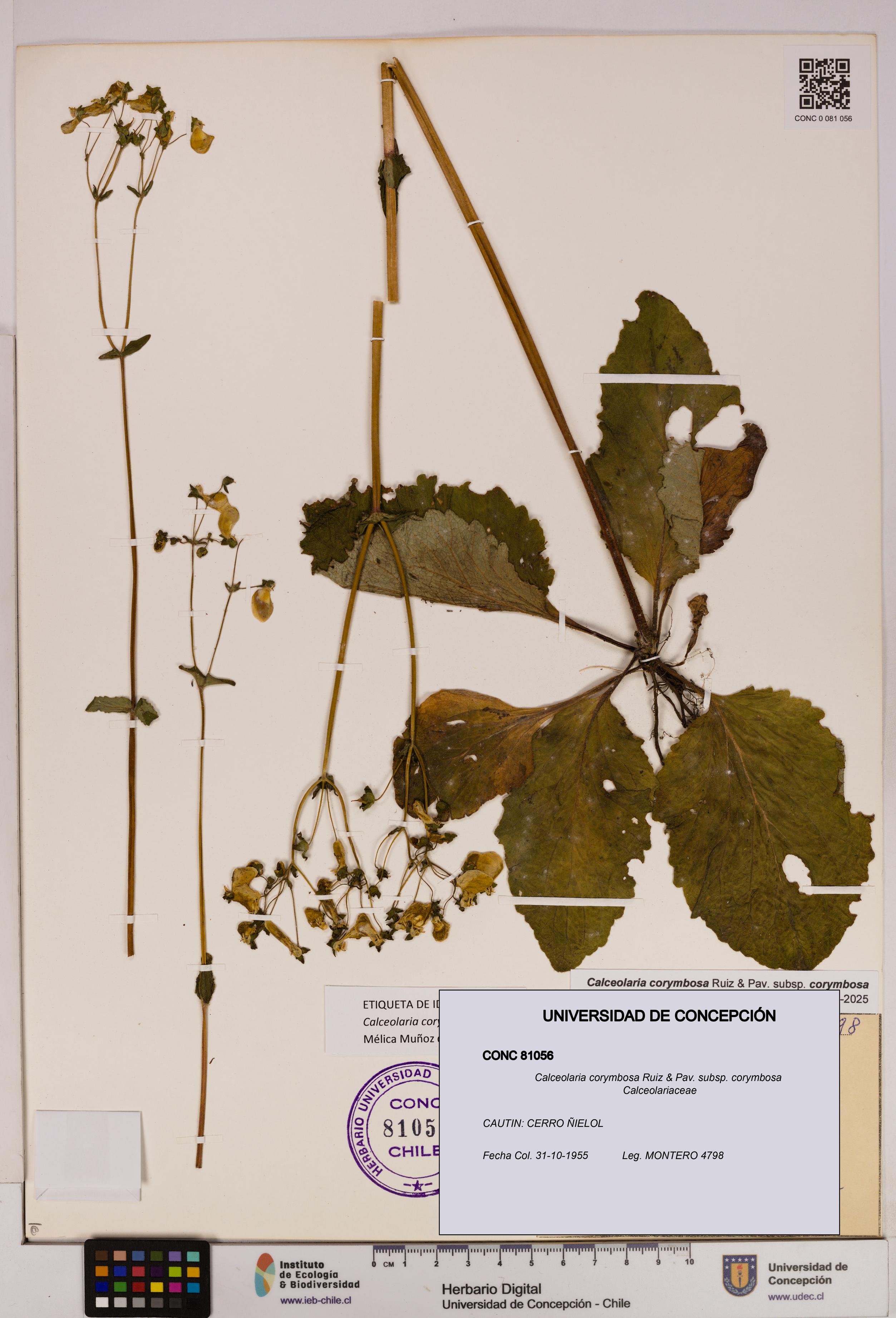 Calceolaria corymbosa [Espécimen: UDEC:CONC:0081056]