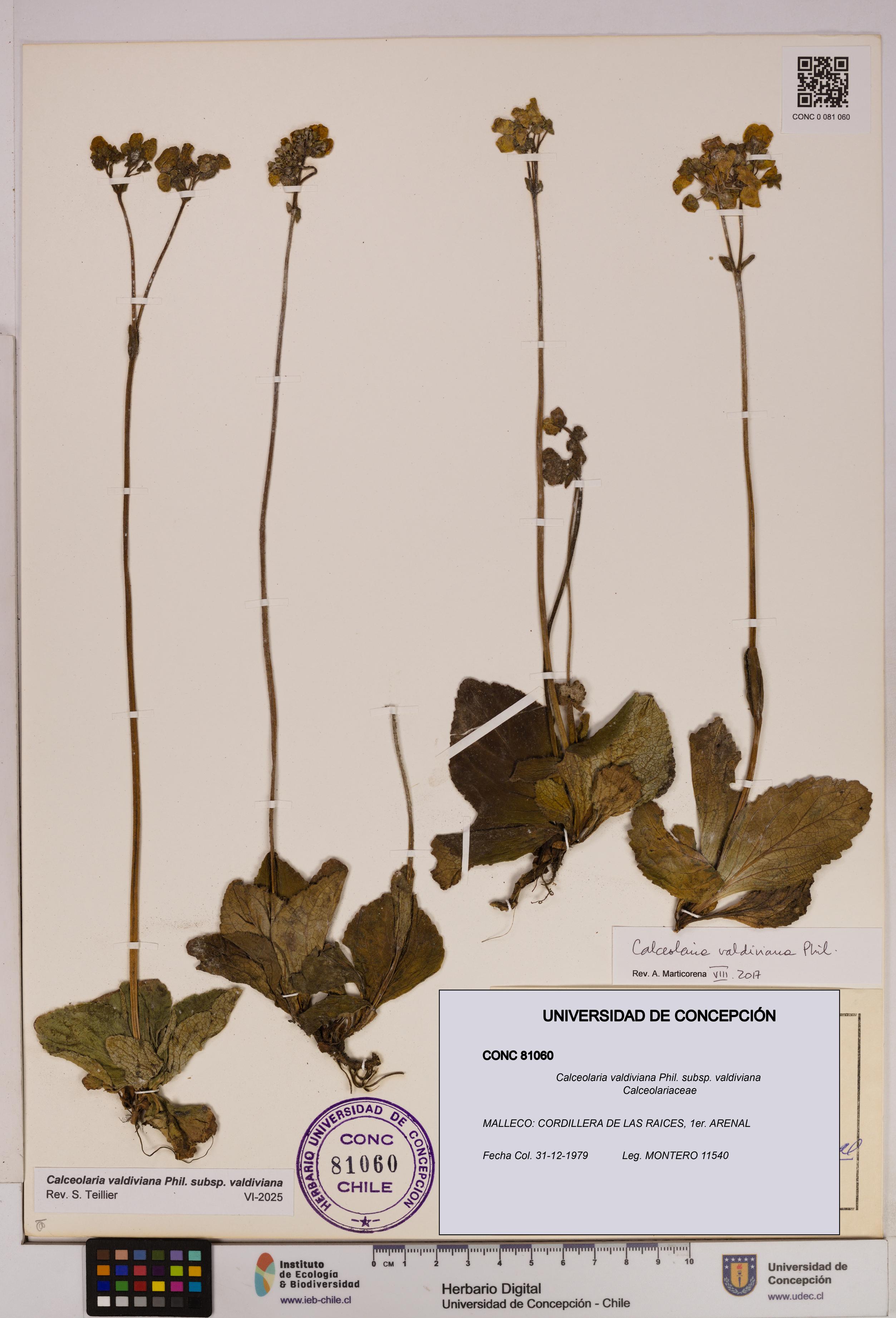 Calceolaria valdiviana subsp. valdiviana [Espécimen: UDEC:CONC:0081060]