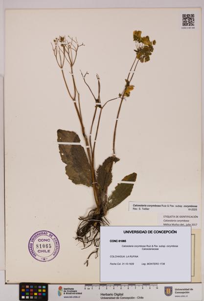 Calceolaria corymbosa [Espécimen: UDEC:CONC:0081065]