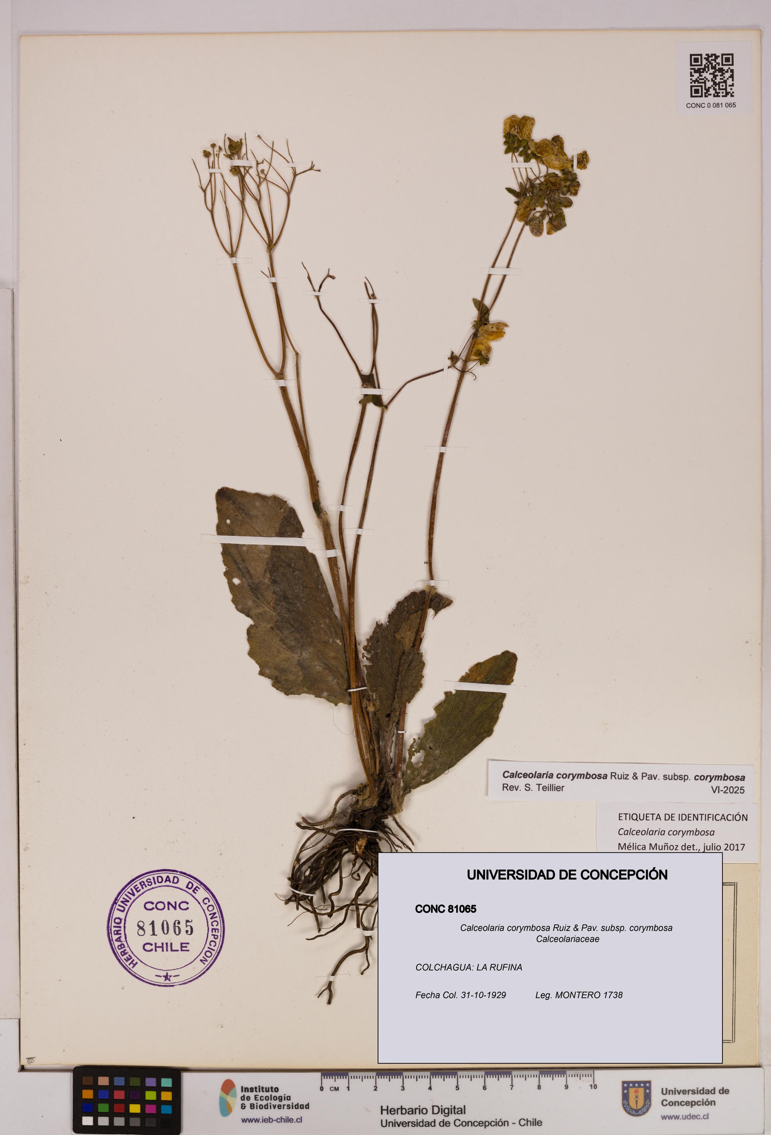 Calceolaria corymbosa [Espécimen: UDEC:CONC:0081065]