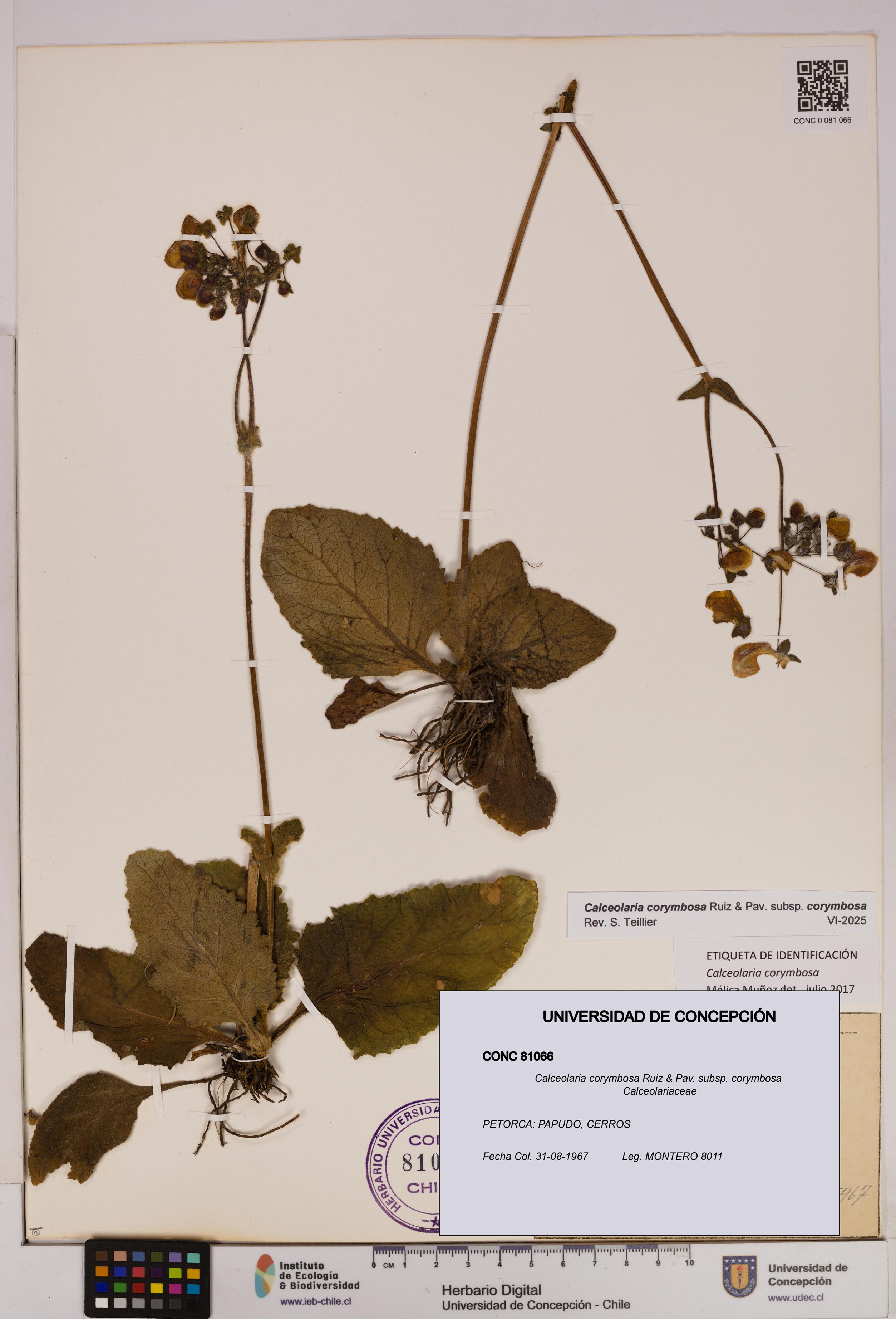 Calceolaria corymbosa [Espécimen: UDEC:CONC:0081066]