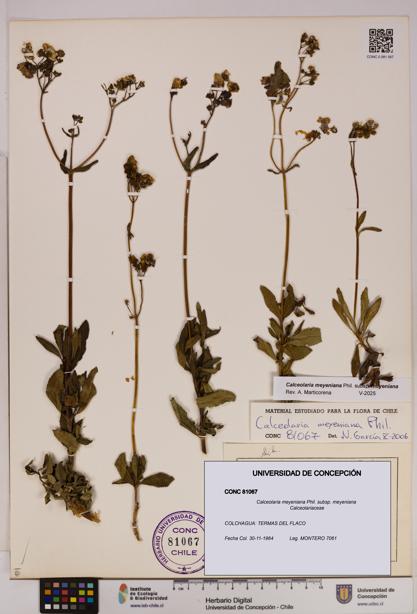 Calceolaria meyeniana subsp. meyeniana [Espécimen: UDEC:CONC:0081067]