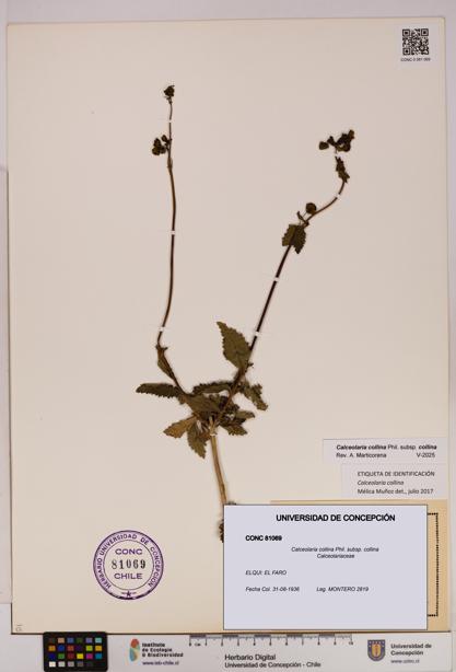 Calceolaria collina subsp. collina [Espécimen: UDEC:CONC:0081069]
