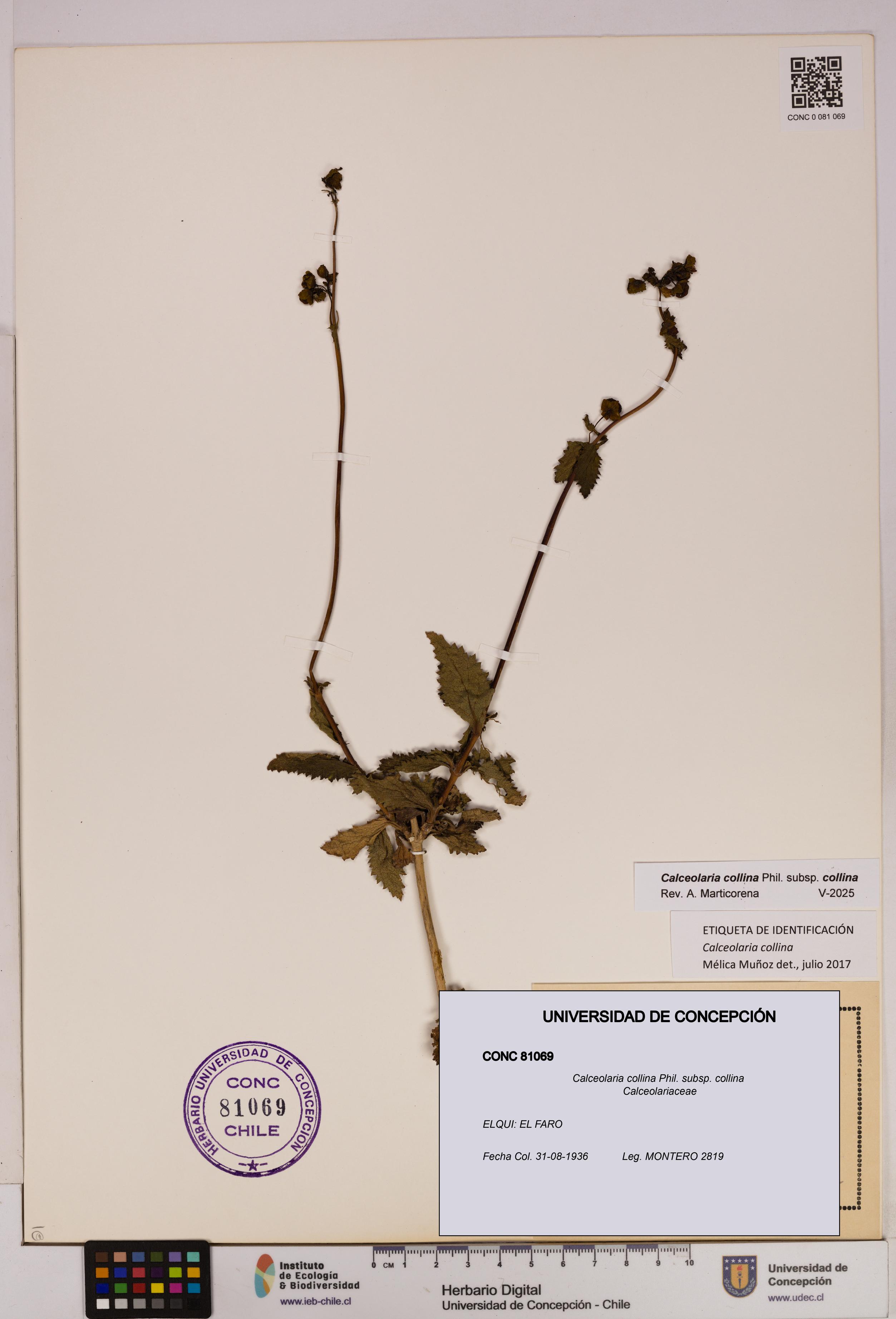 Calceolaria collina subsp. collina [Espécimen: UDEC:CONC:0081069]