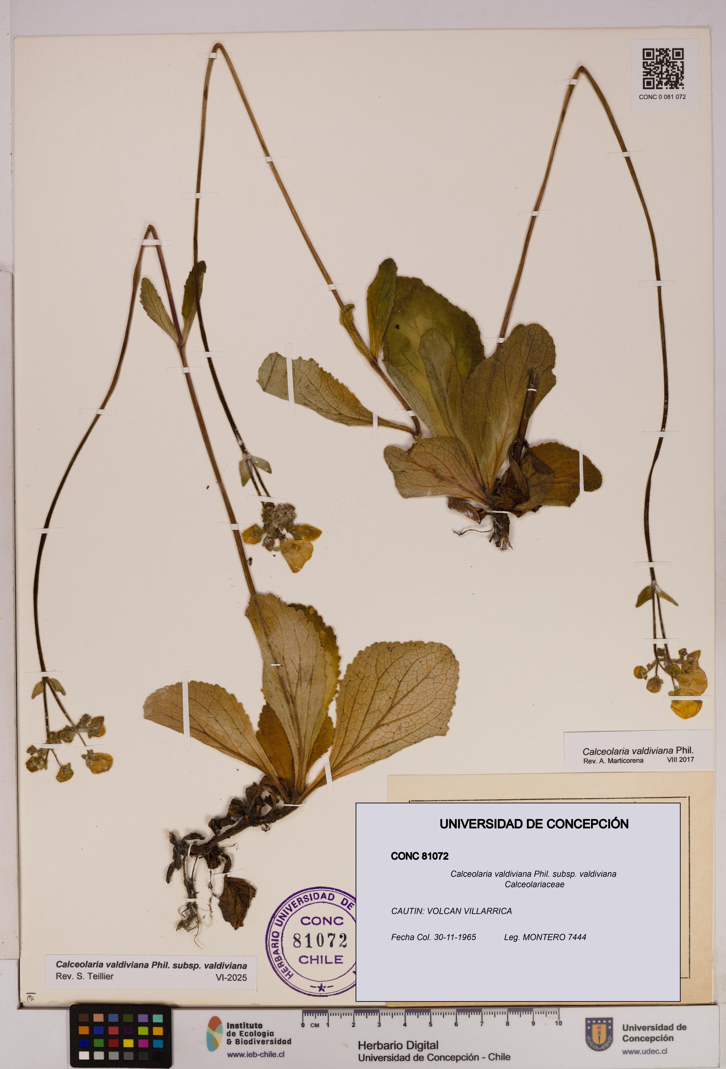 Calceolaria valdiviana subsp. valdiviana [Espécimen: UDEC:CONC:0081072]