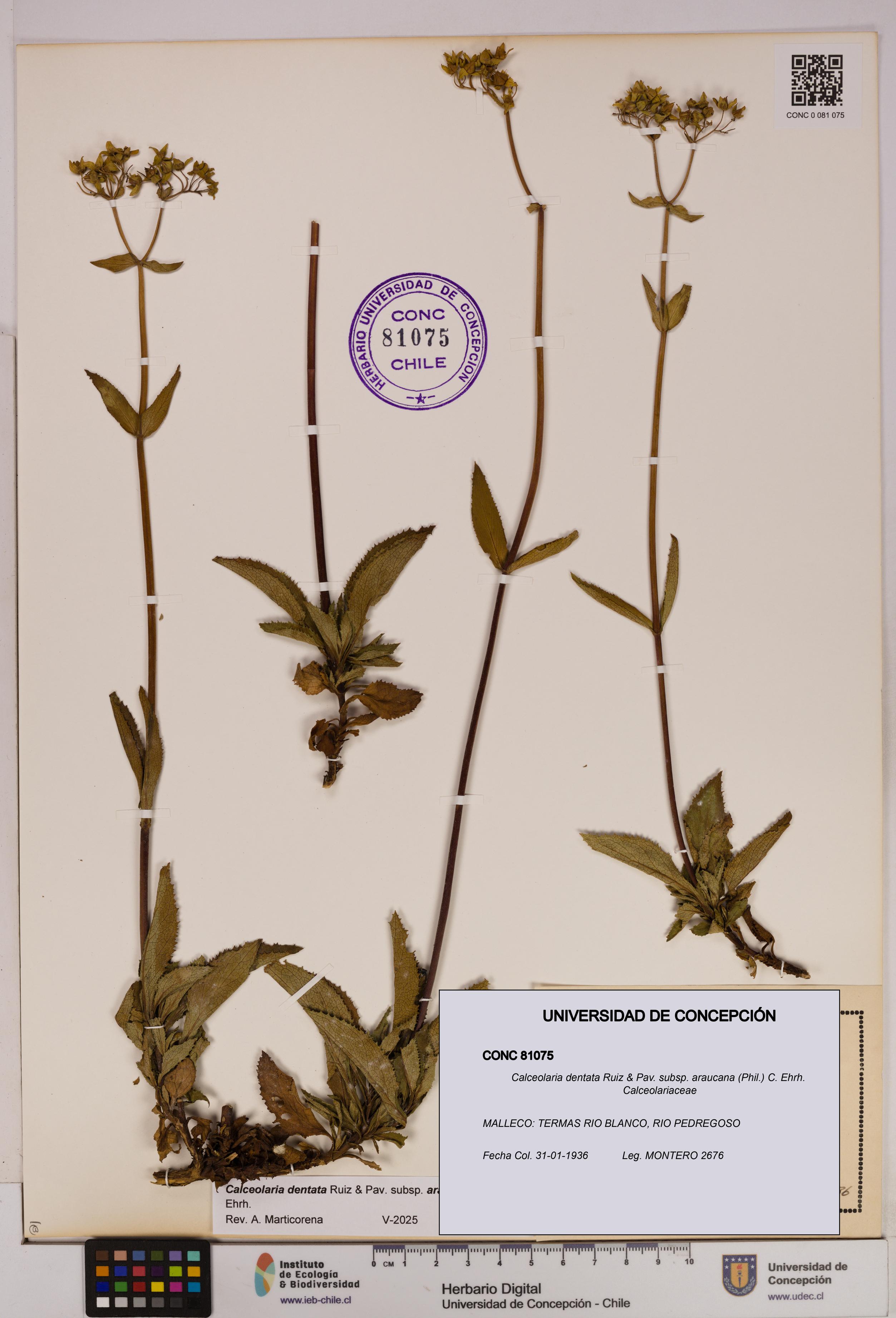 Calceolaria dentata subsp. araucana [Espécimen: UDEC:CONC:0081075]