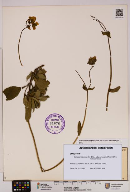 Calceolaria dentata subsp. araucana [Espécimen: UDEC:CONC:0081076]