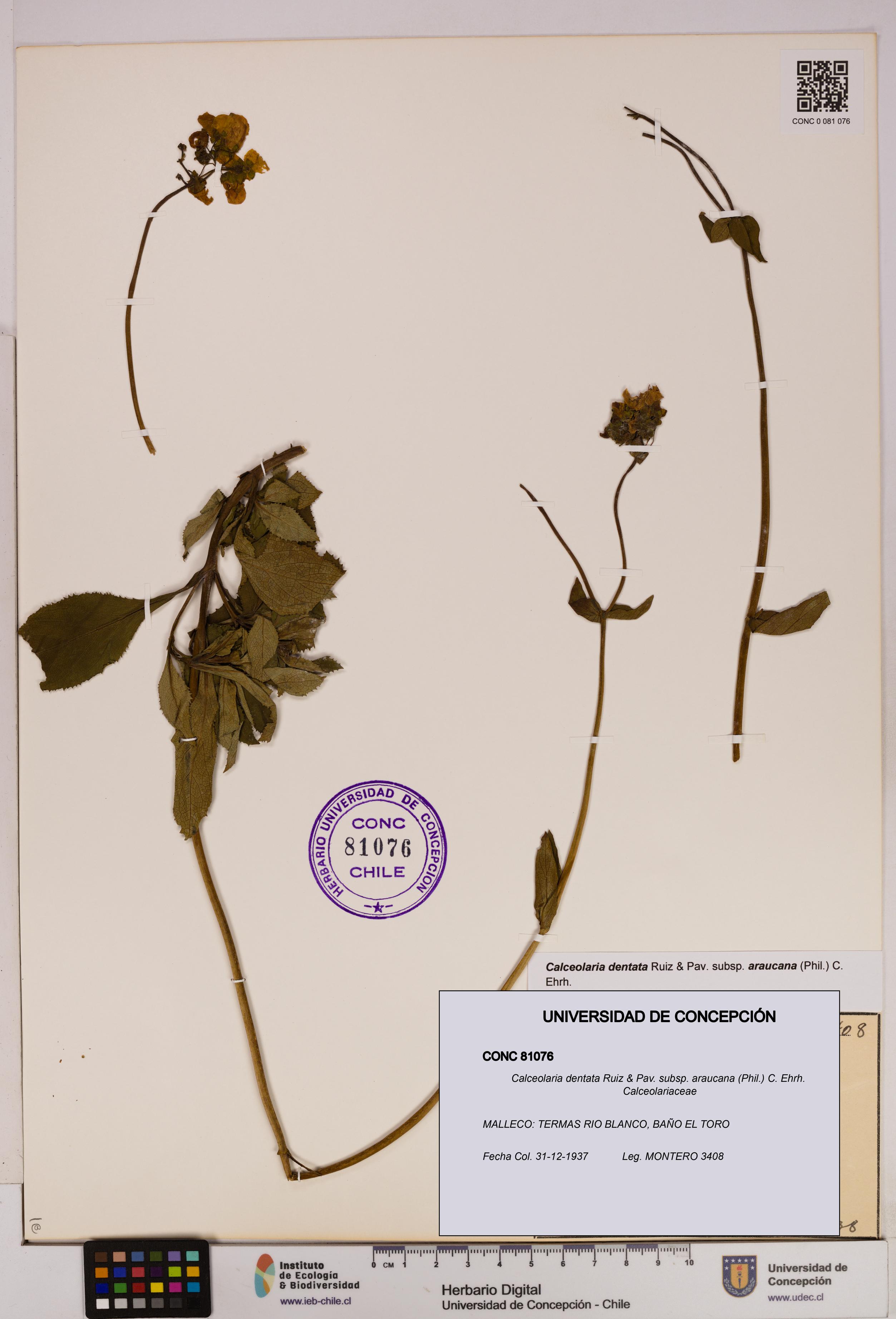 Calceolaria dentata subsp. araucana [Espécimen: UDEC:CONC:0081076]