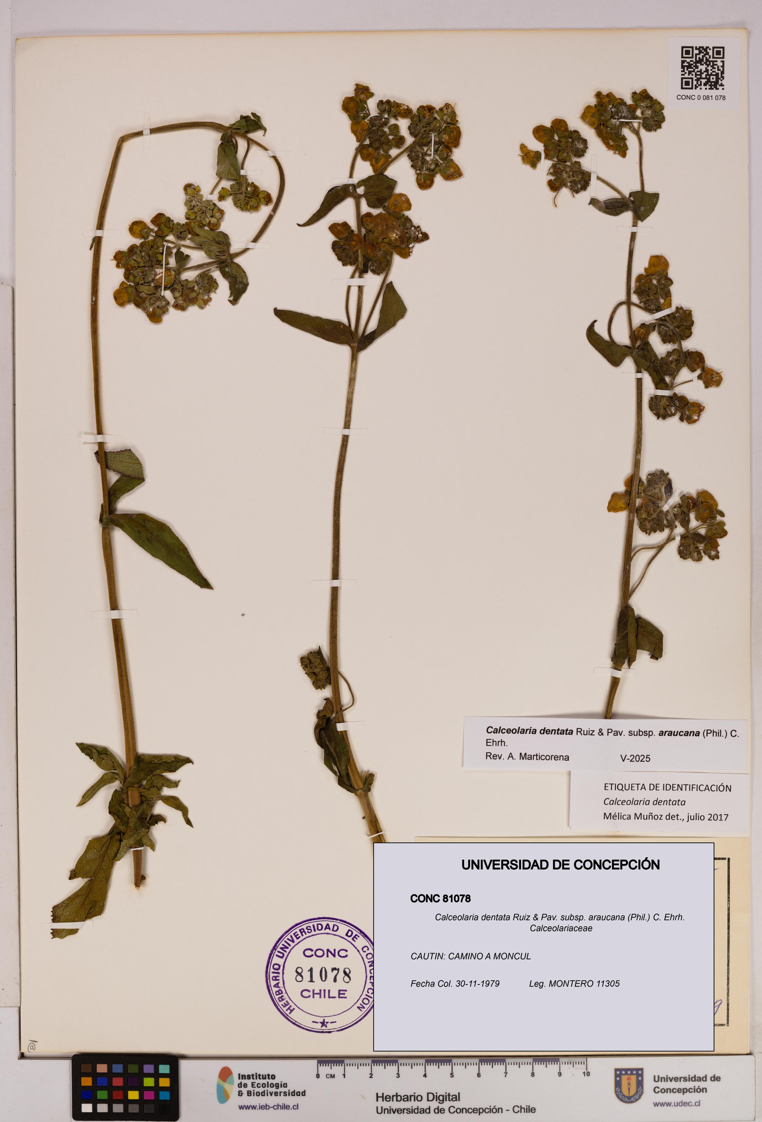 Calceolaria dentata subsp. araucana [Espécimen: UDEC:CONC:0081078]