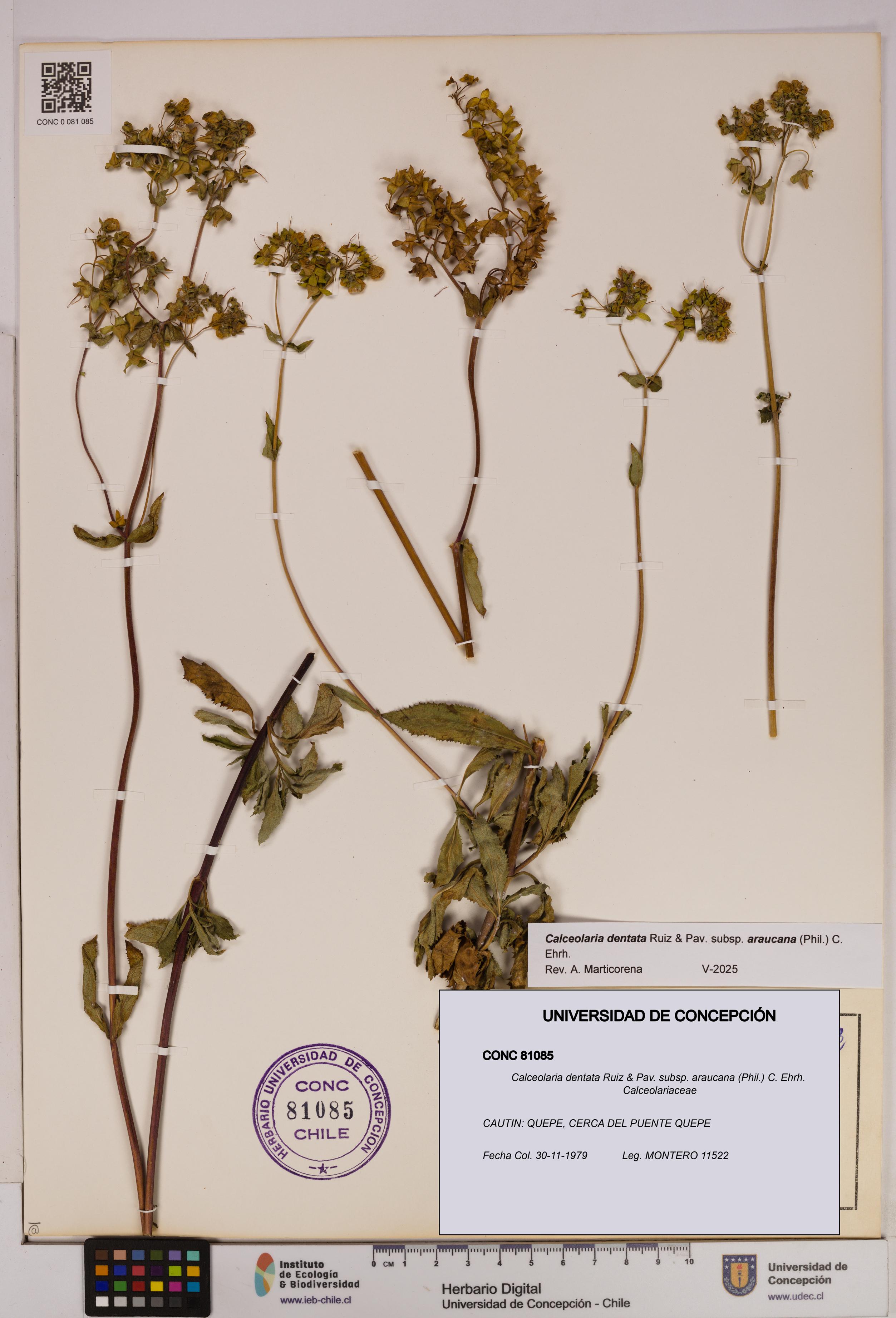 Calceolaria dentata subsp. araucana [Espécimen: UDEC:CONC:0081085]