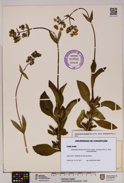 Calceolaria dentata subsp. araucana [Espécimen: UDEC:CONC:0081091]