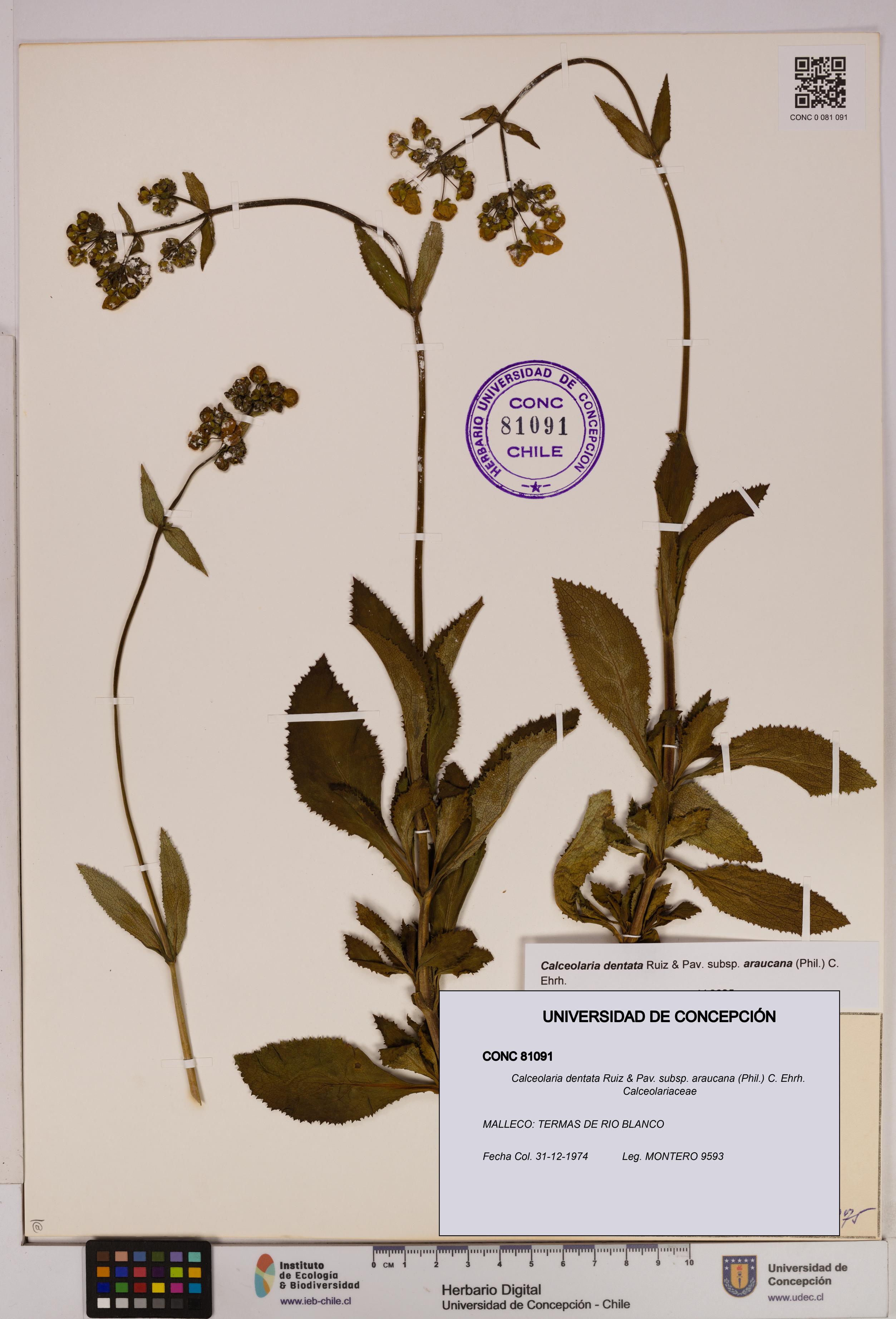 Calceolaria dentata subsp. araucana [Espécimen: UDEC:CONC:0081091]