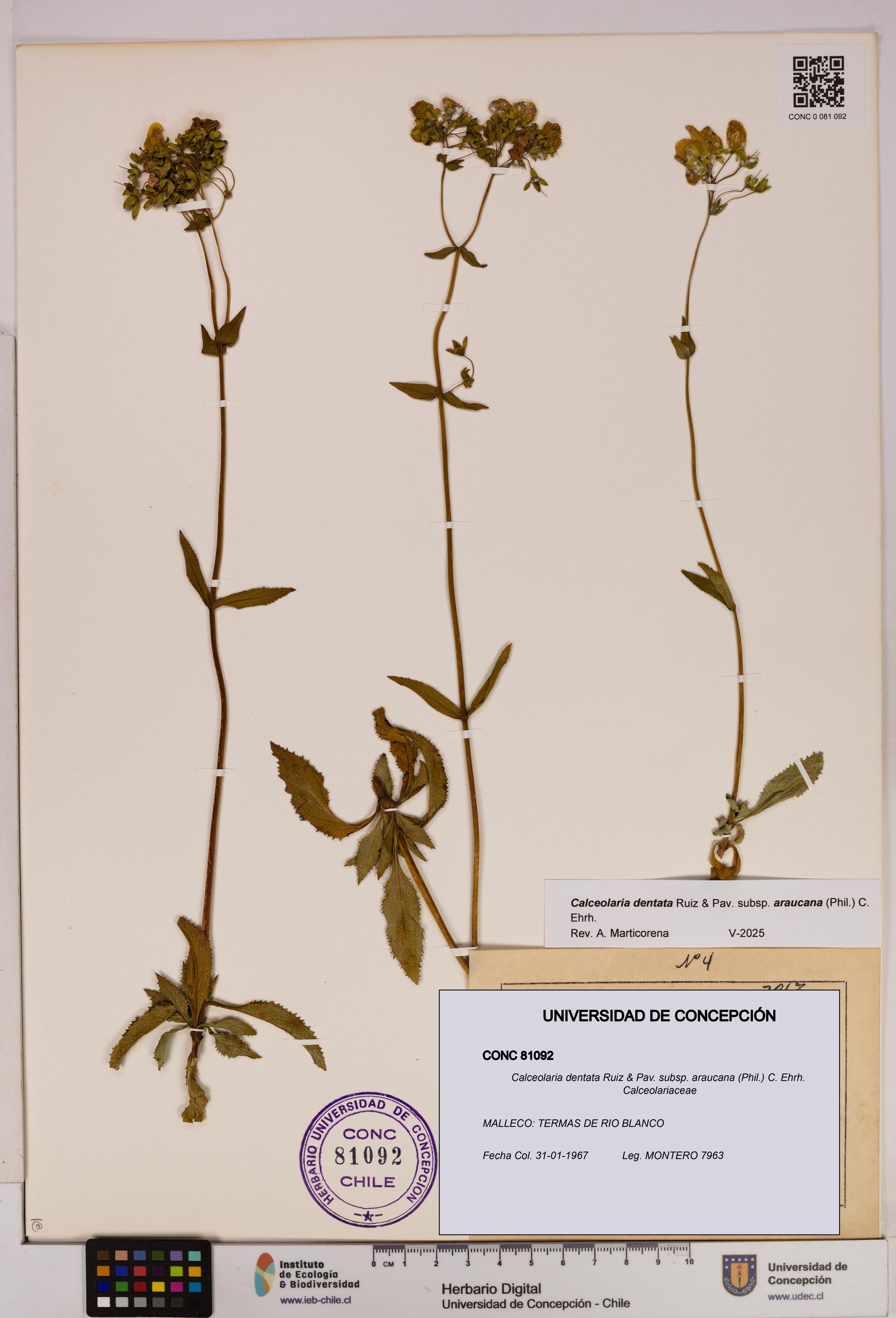 Calceolaria dentata subsp. araucana [Espécimen: UDEC:CONC:0081092]