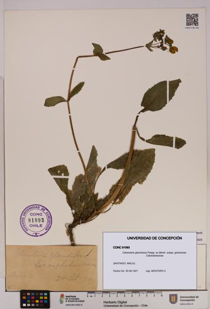 Calceolaria glandulosa [Espécimen: UDEC:CONC:0081093]