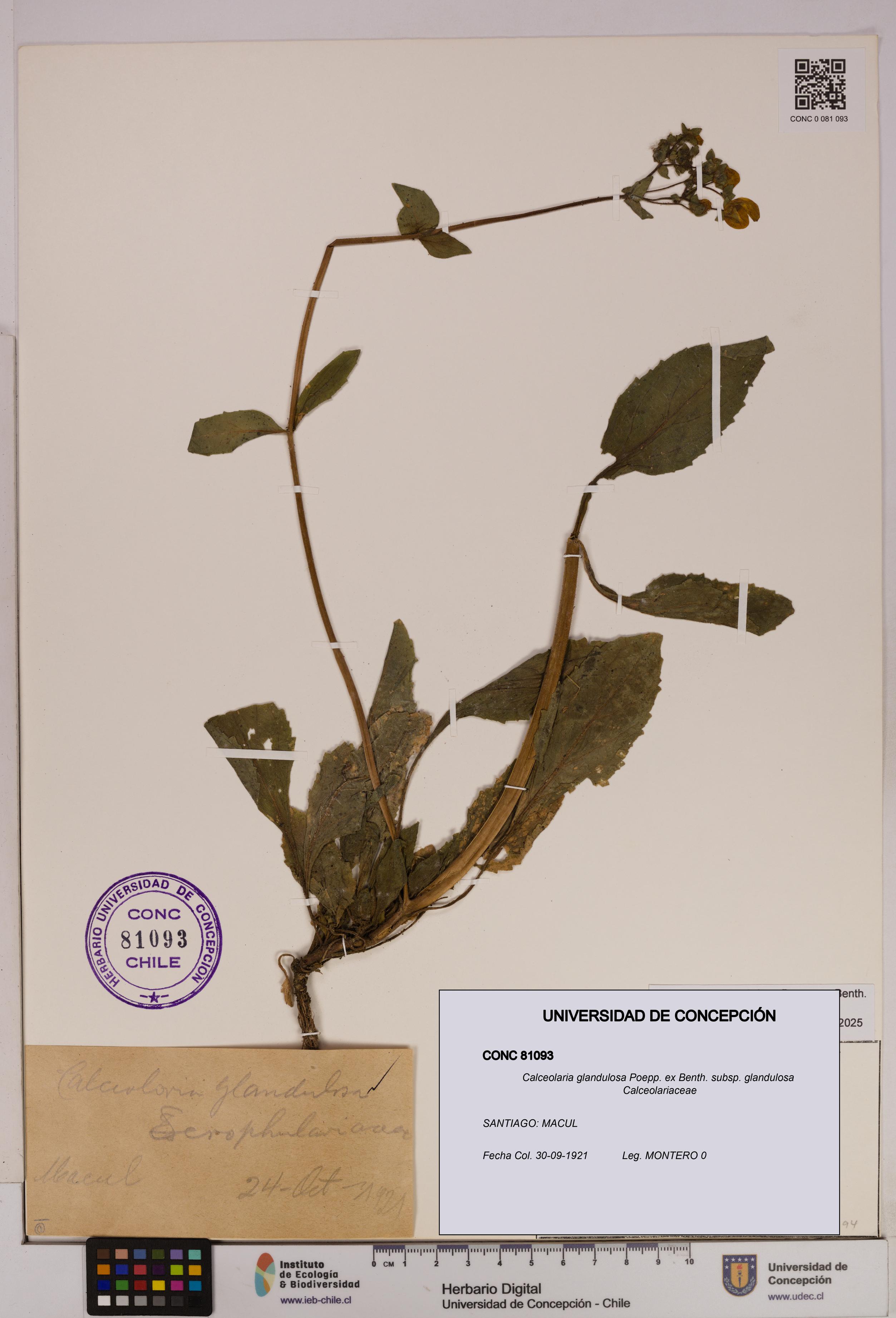 Calceolaria glandulosa [Espécimen: UDEC:CONC:0081093]