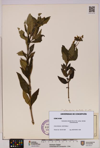 Calceolaria dentata subsp. dentata [Espécimen: UDEC:CONC:0081094]