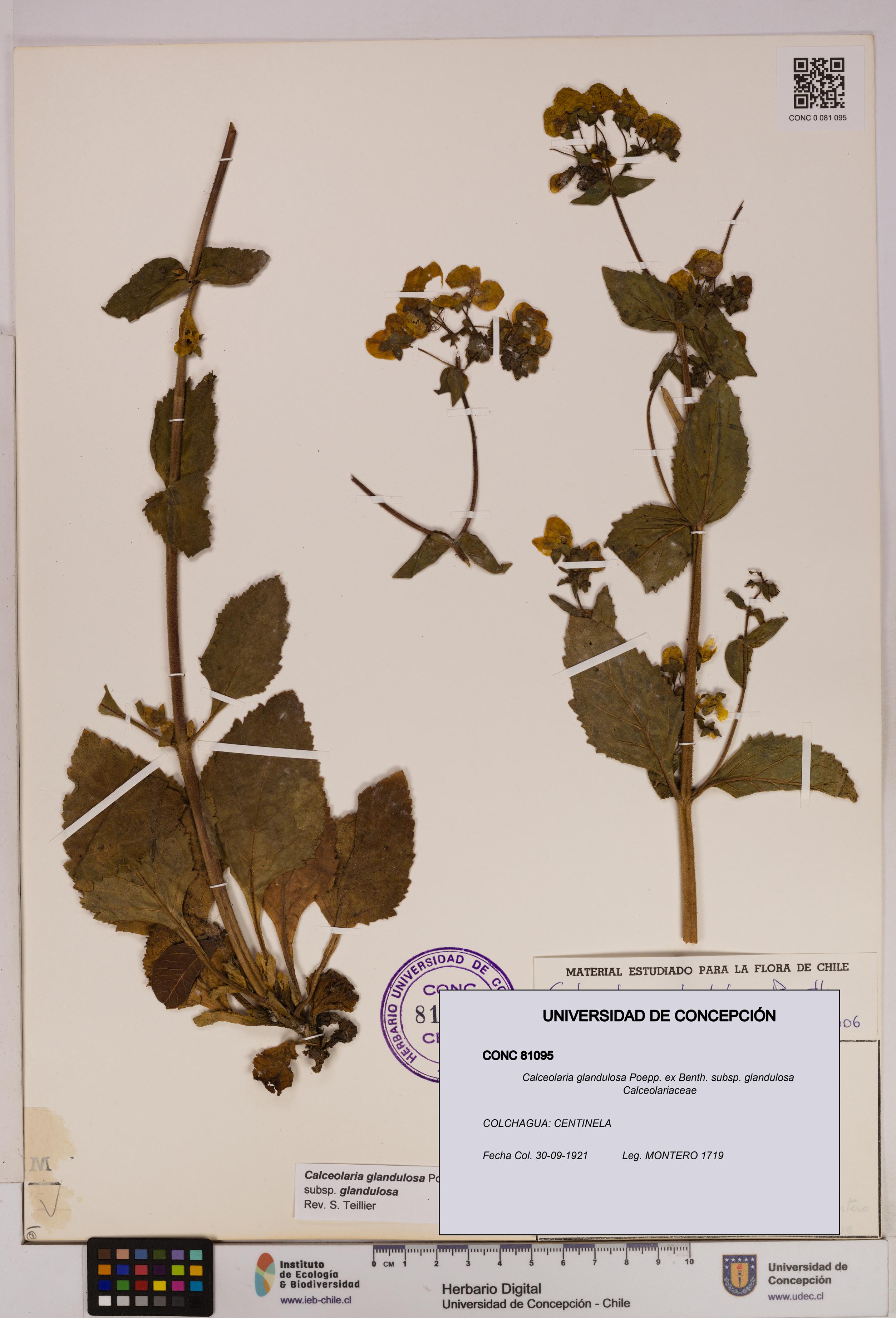 Calceolaria glandulosa subsp. glandulosa [Espécimen: UDEC:CONC:0081095]