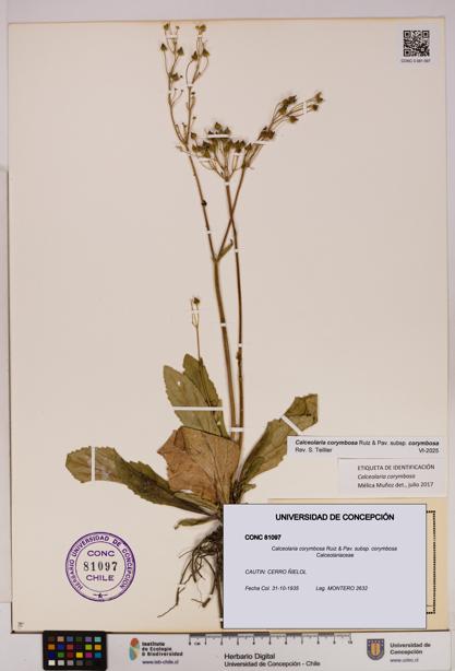 Calceolaria corymbosa [Espécimen: UDEC:CONC:0081097]