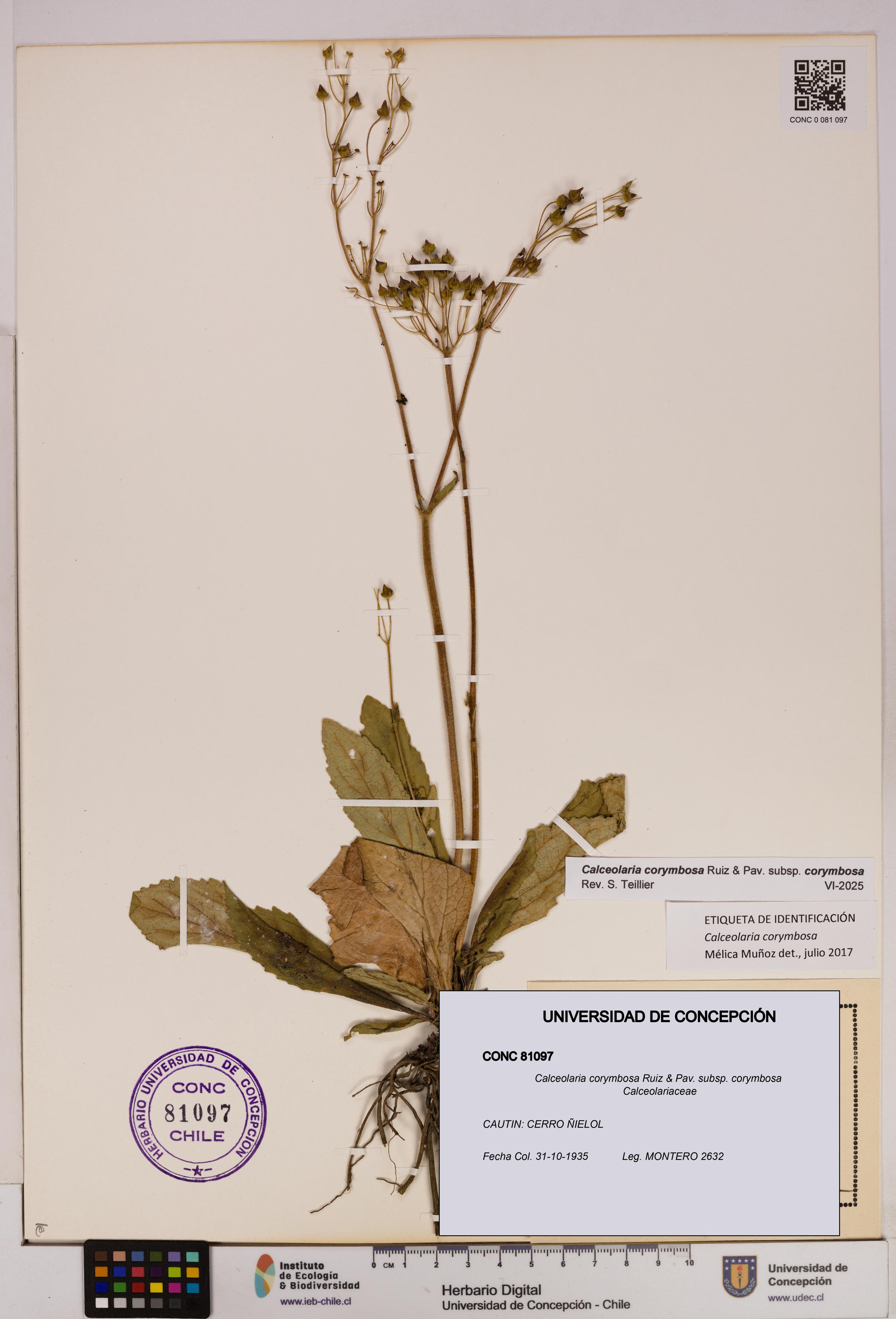 Calceolaria corymbosa [Espécimen: UDEC:CONC:0081097]