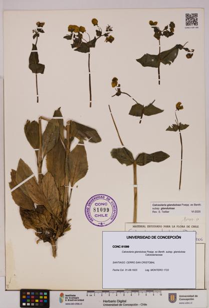 Calceolaria glandulosa [Espécimen: UDEC:CONC:0081099]