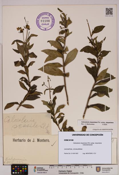 Calceolaria meyeniana subsp. meyeniana [Espécimen: UDEC:CONC:0081100]