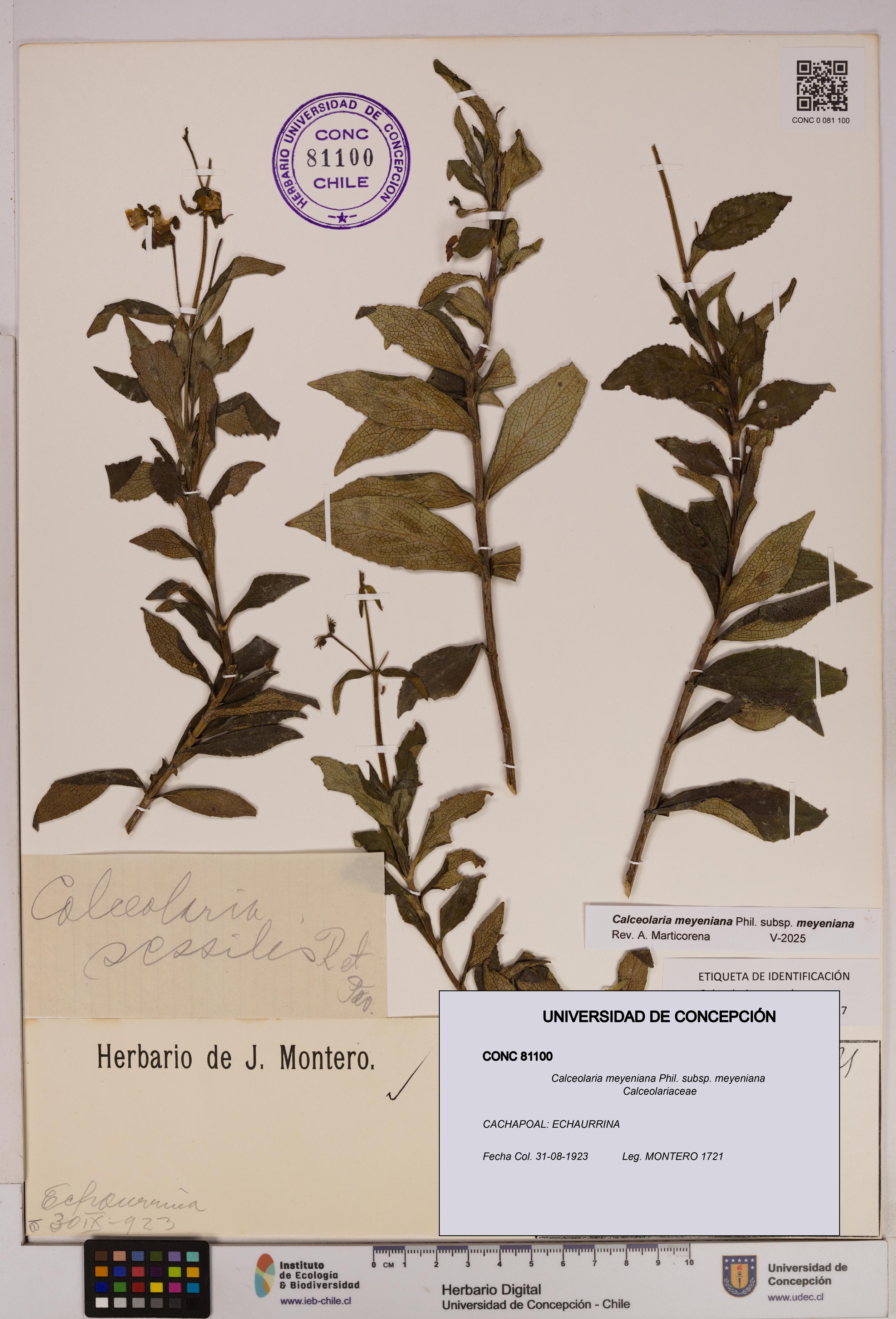 Calceolaria meyeniana subsp. meyeniana [Espécimen: UDEC:CONC:0081100]