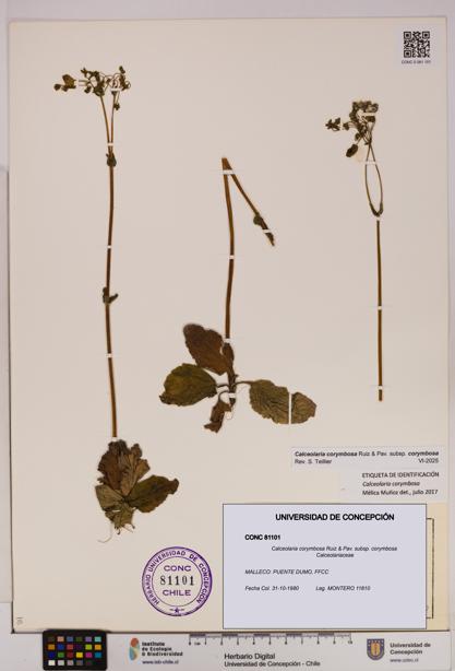 Calceolaria corymbosa [Espécimen: UDEC:CONC:0081101]