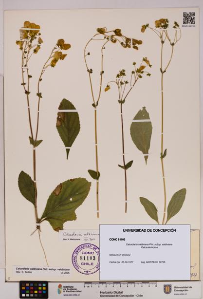 Calceolaria valdiviana subsp. valdiviana [Espécimen: UDEC:CONC:0081103]