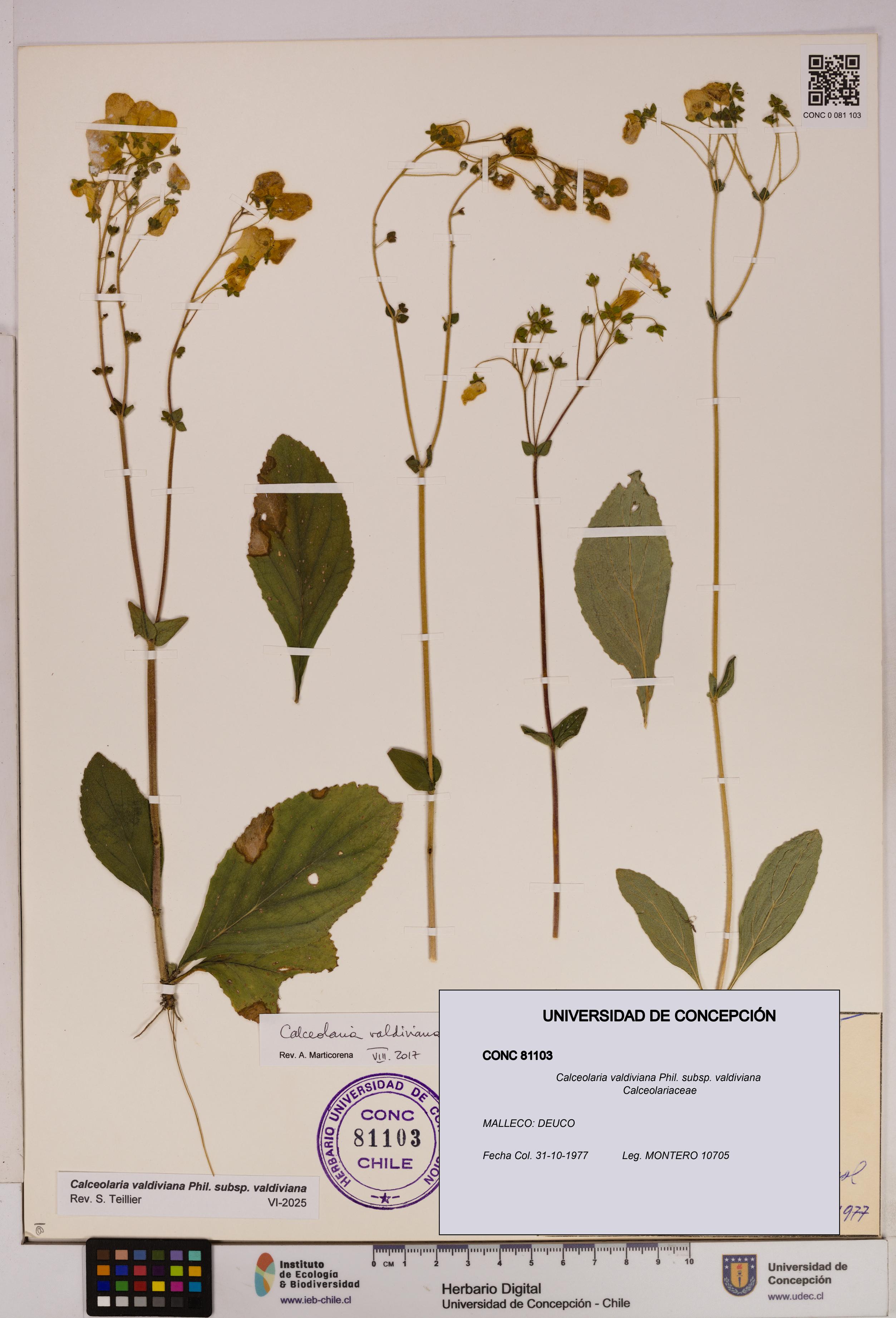 Calceolaria valdiviana subsp. valdiviana [Espécimen: UDEC:CONC:0081103]