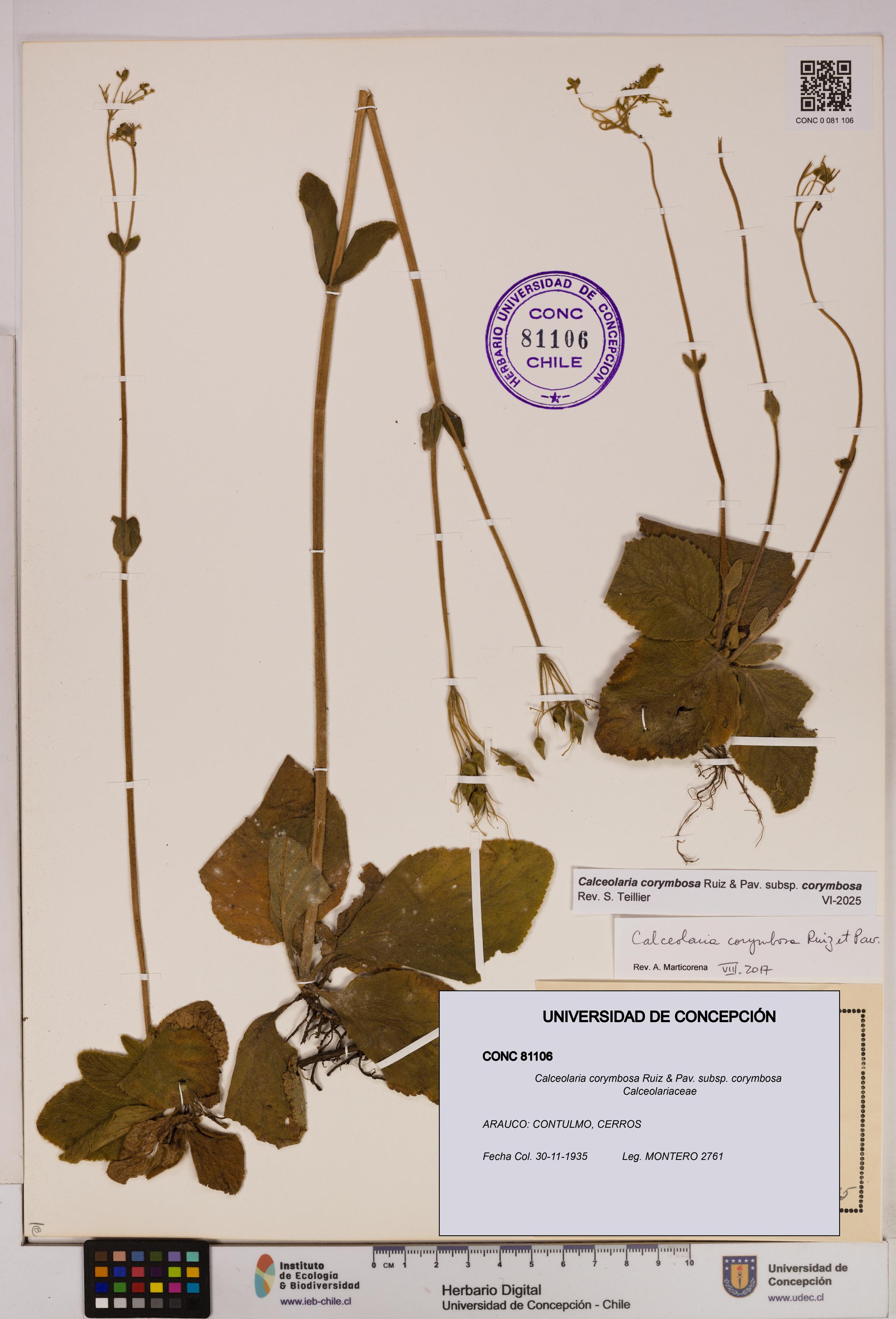 Calceolaria corymbosa [Espécimen: UDEC:CONC:0081106]