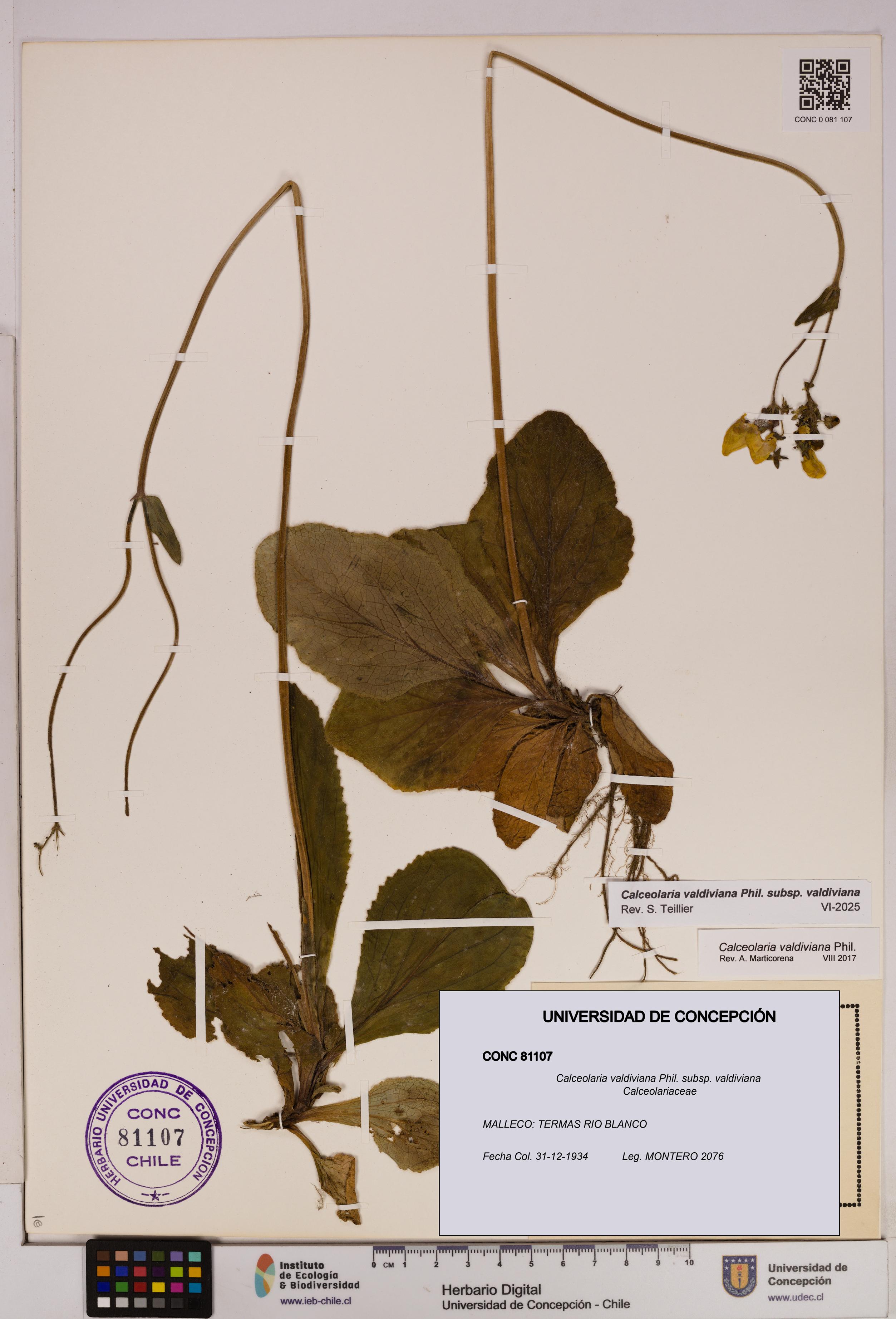 Calceolaria valdiviana subsp. valdiviana [Espécimen: UDEC:CONC:0081107]