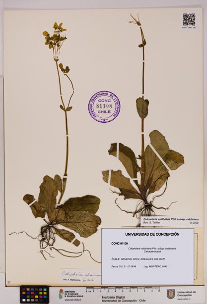 Calceolaria valdiviana subsp. valdiviana [Espécimen: UDEC:CONC:0081108]