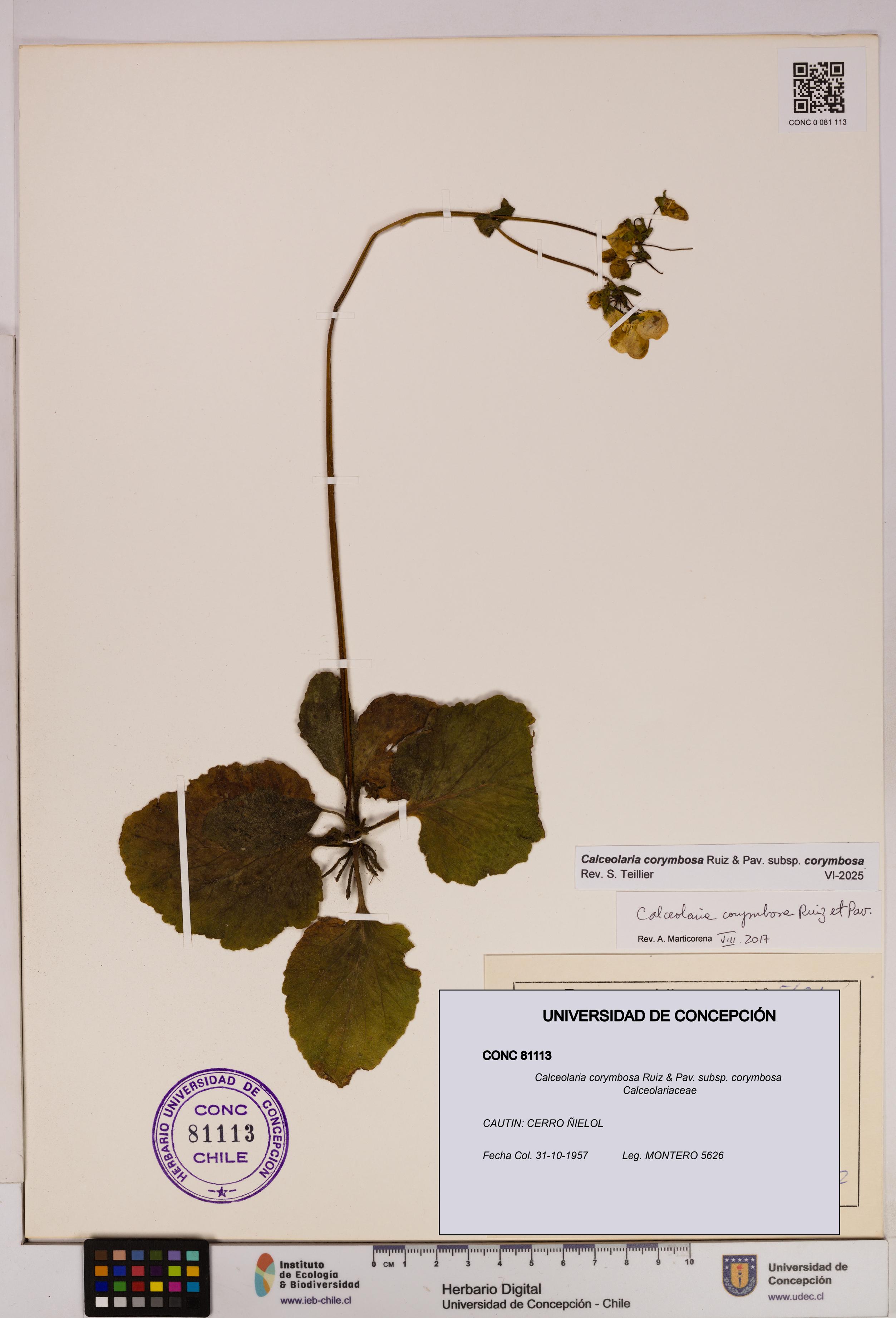 Calceolaria corymbosa [Espécimen: UDEC:CONC:0081113]