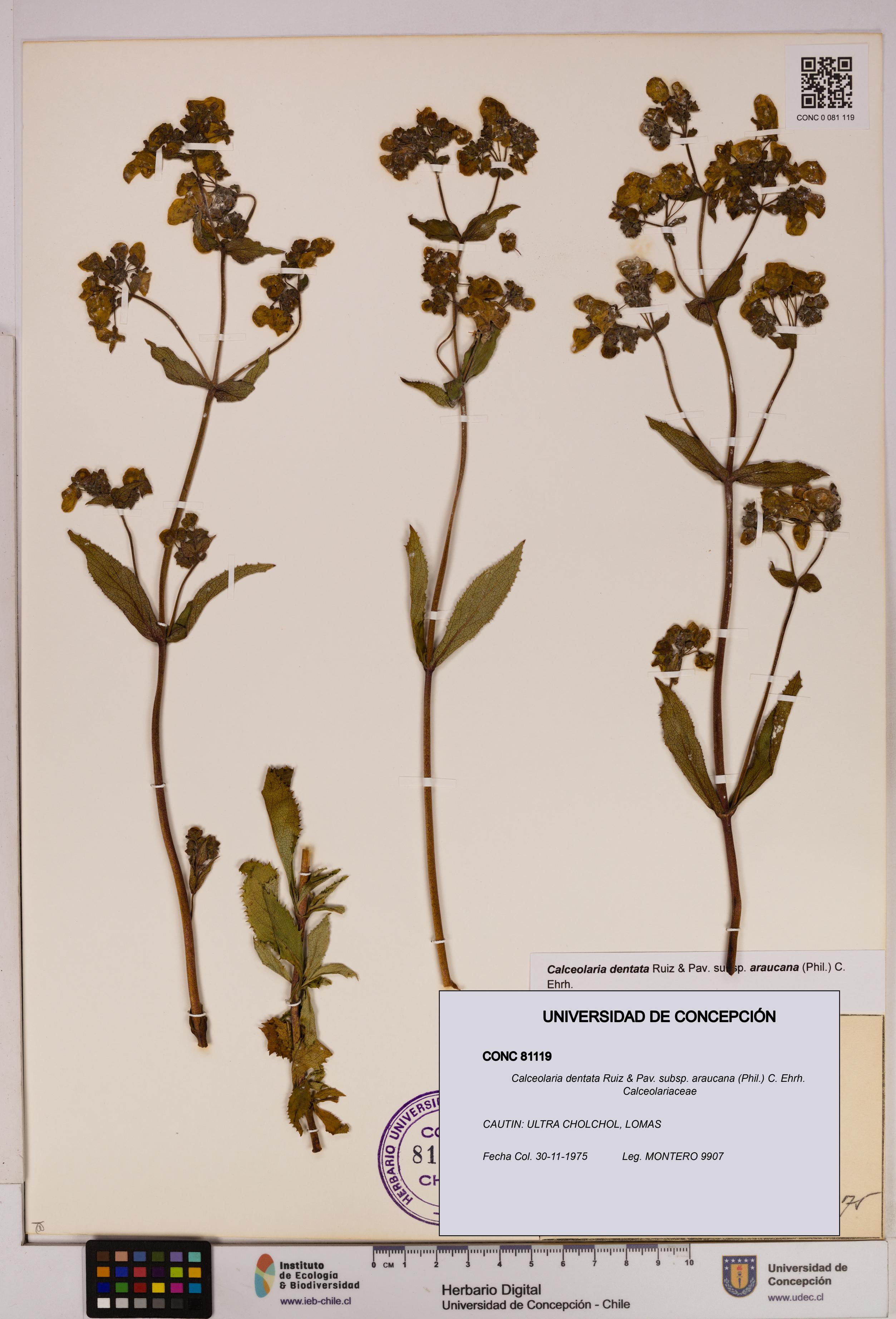 Calceolaria dentata subsp. araucana [Espécimen: UDEC:CONC:0081119]