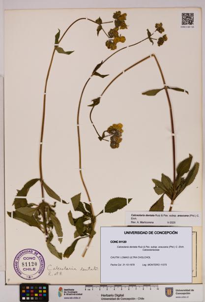 Calceolaria dentata subsp. araucana [Espécimen: UDEC:CONC:0081120]