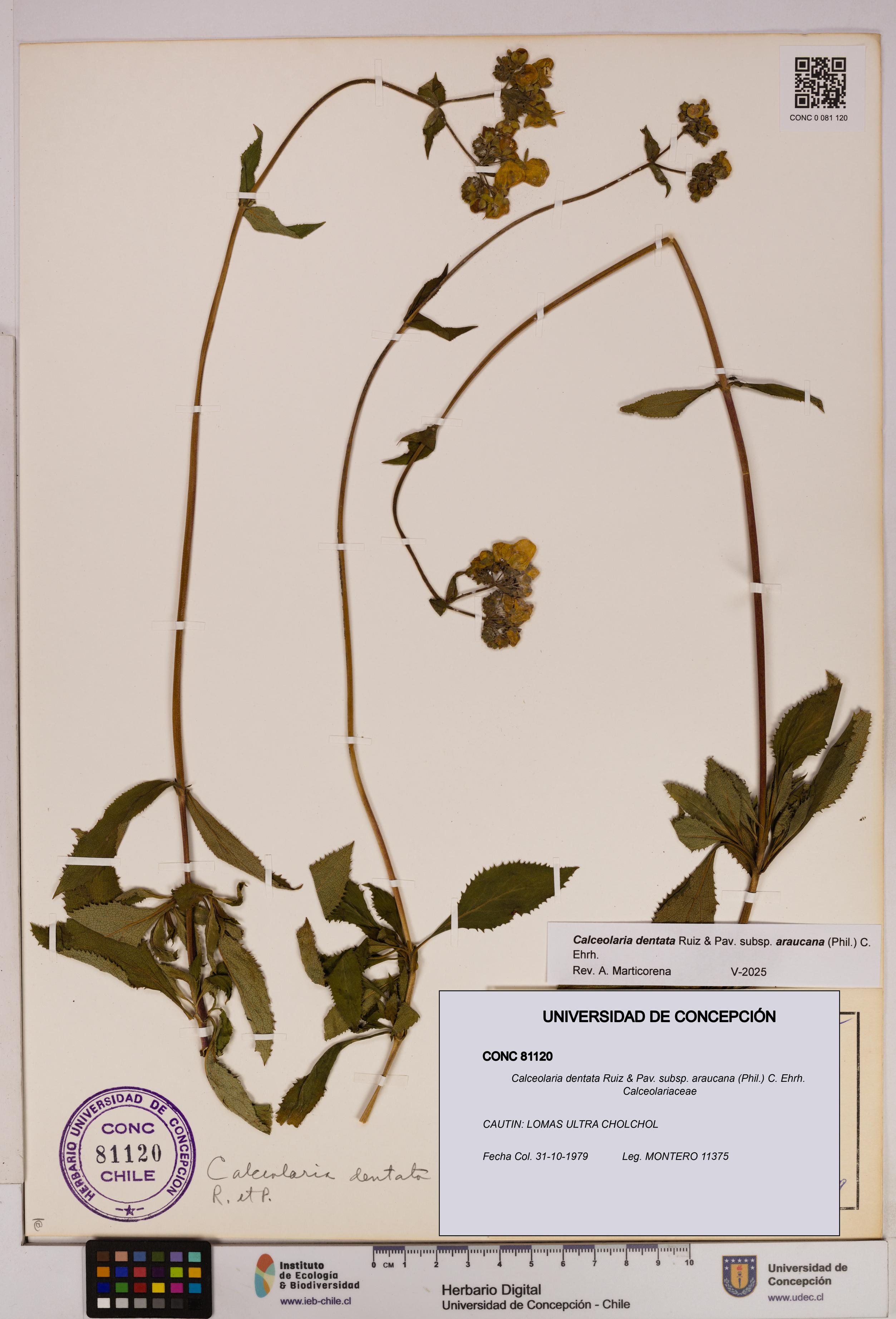 Calceolaria dentata subsp. araucana [Espécimen: UDEC:CONC:0081120]
