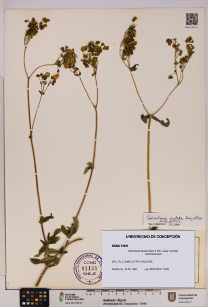 Calceolaria dentata subsp. dentata [Espécimen: UDEC:CONC:0081121]