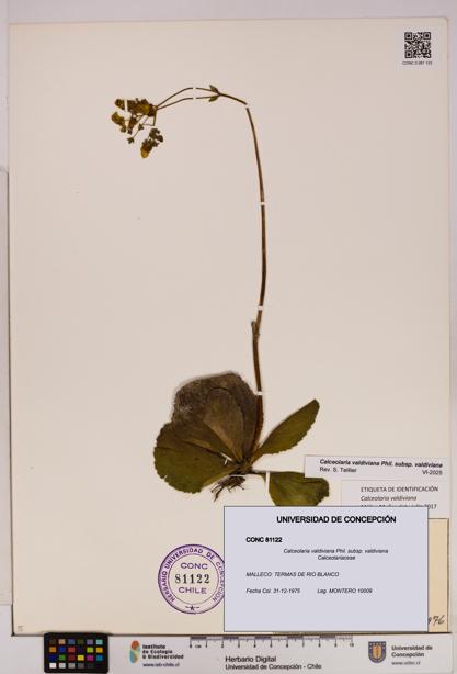 Calceolaria valdiviana subsp. valdiviana [Espécimen: UDEC:CONC:0081122]