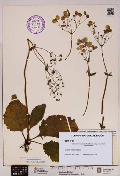 Calceolaria corymbosa [Espécimen: UDEC:CONC:0081124]