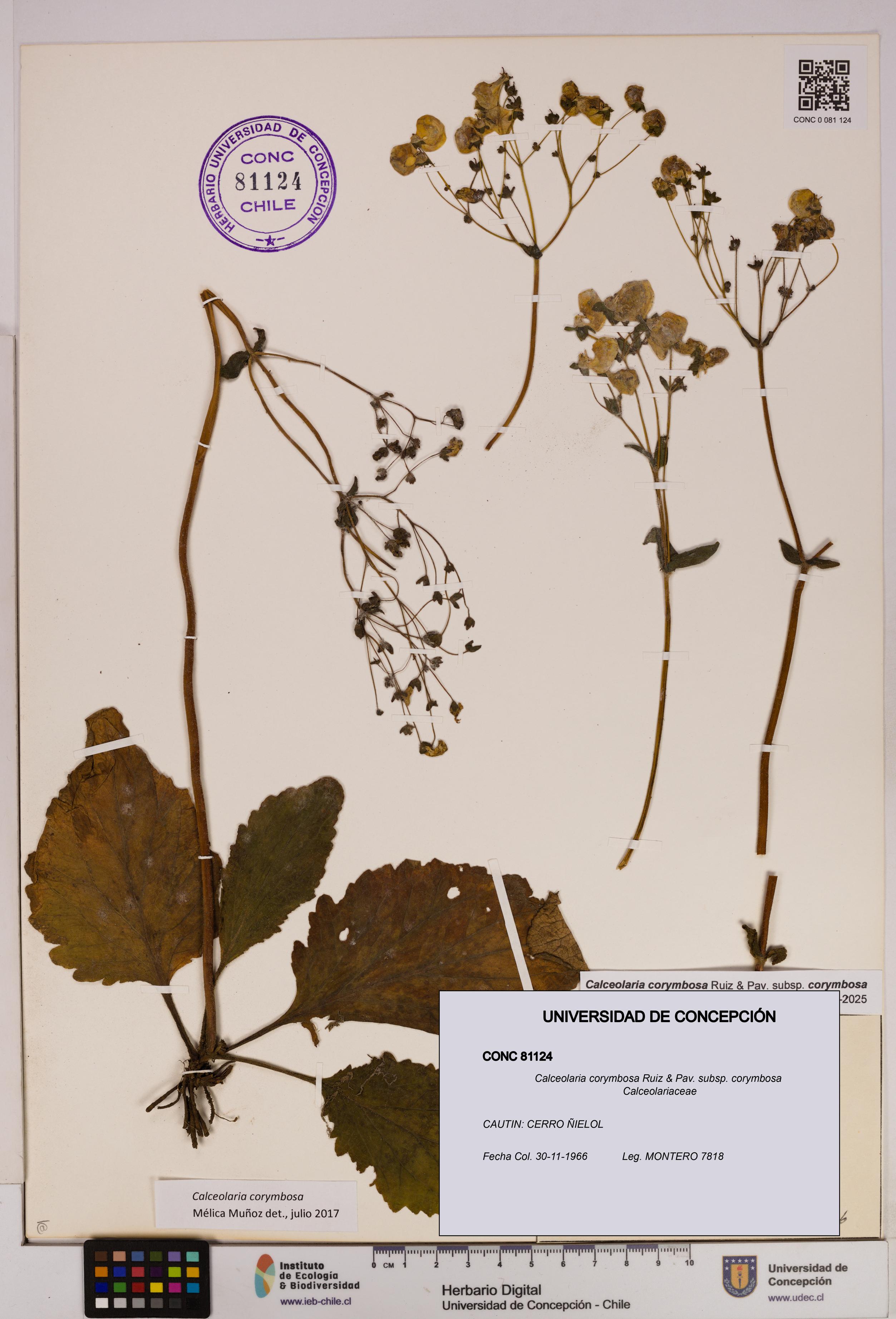 Calceolaria corymbosa [Espécimen: UDEC:CONC:0081124]