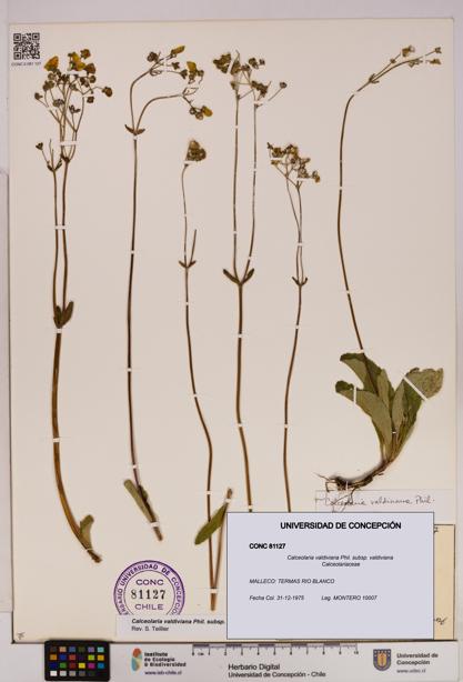 Calceolaria valdiviana subsp. valdiviana [Espécimen: UDEC:CONC:0081127]