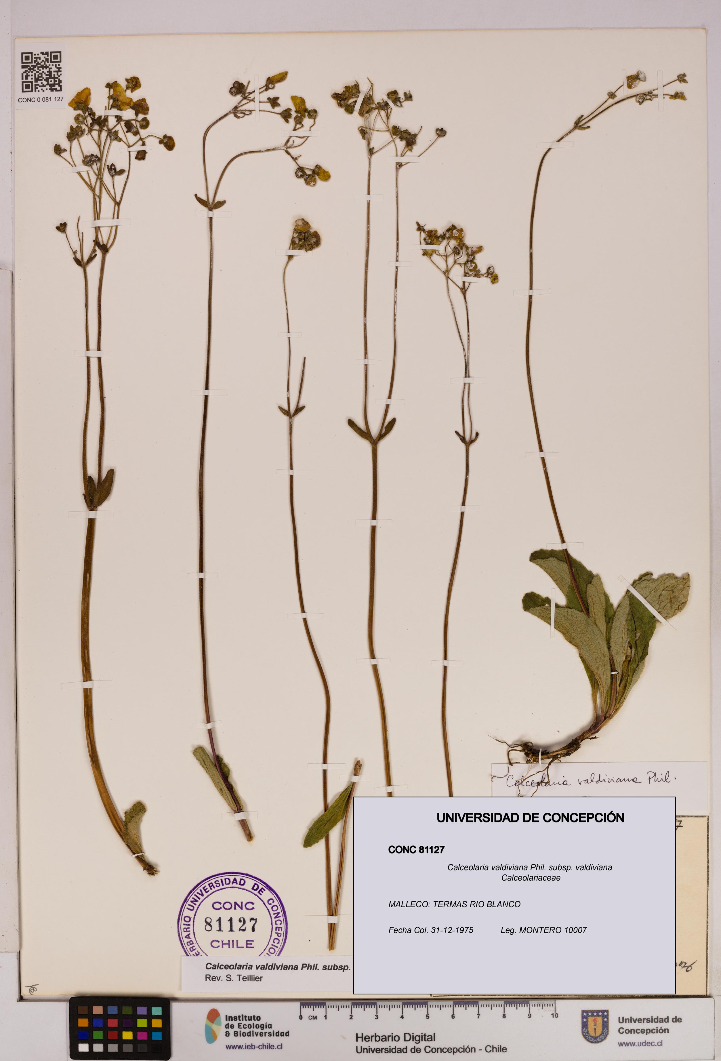 Calceolaria valdiviana subsp. valdiviana [Espécimen: UDEC:CONC:0081127]