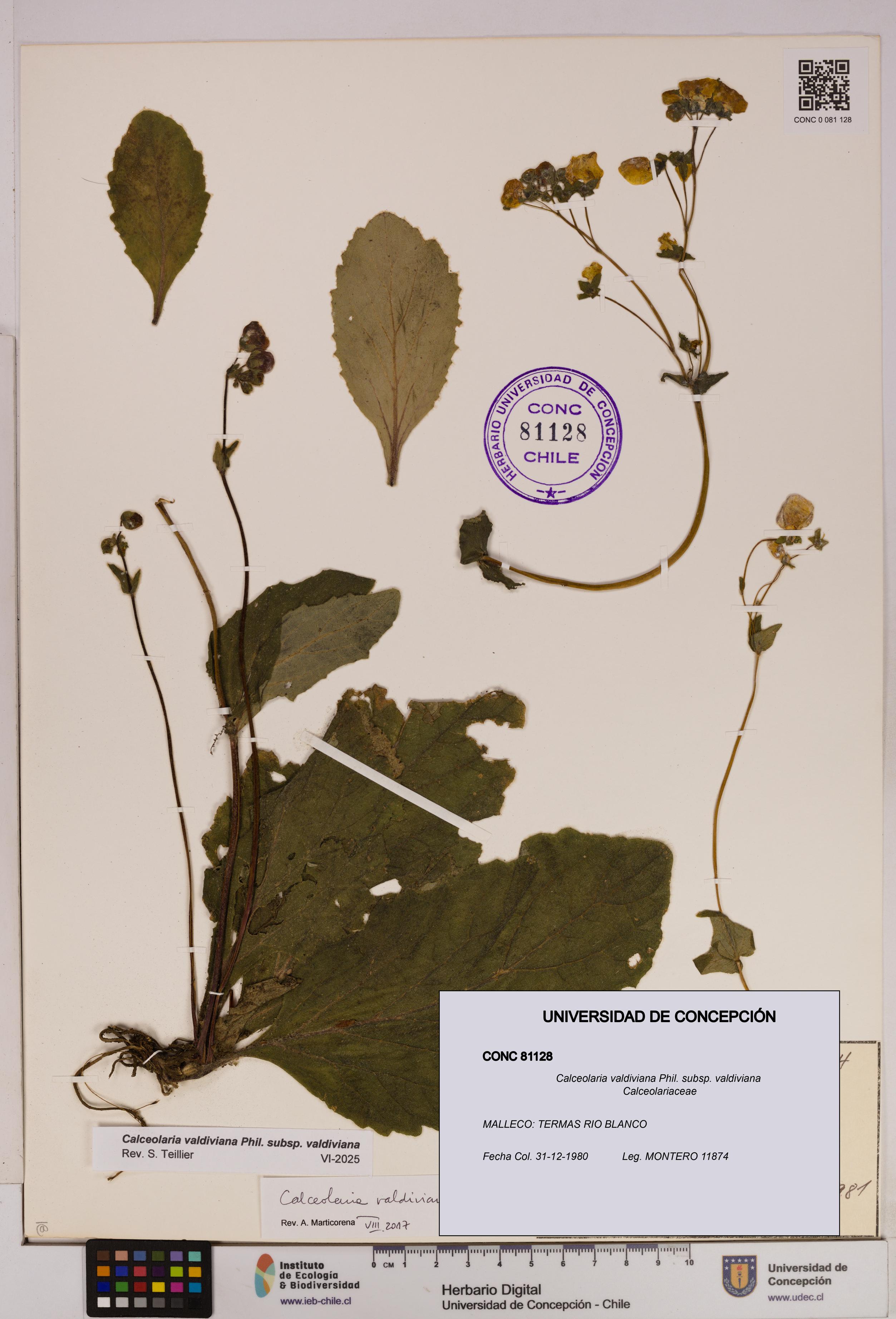 Calceolaria valdiviana subsp. valdiviana [Espécimen: UDEC:CONC:0081128]