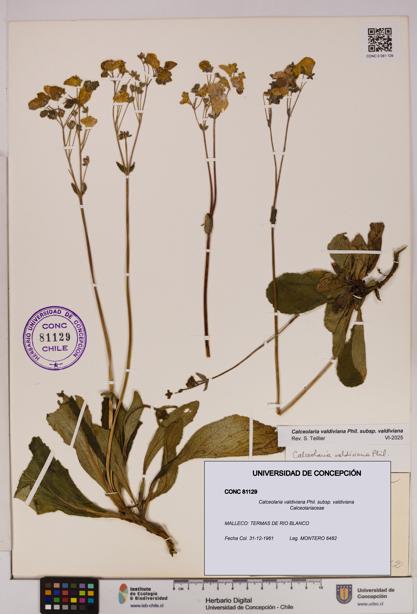 Calceolaria valdiviana subsp. valdiviana [Espécimen: UDEC:CONC:0081129]