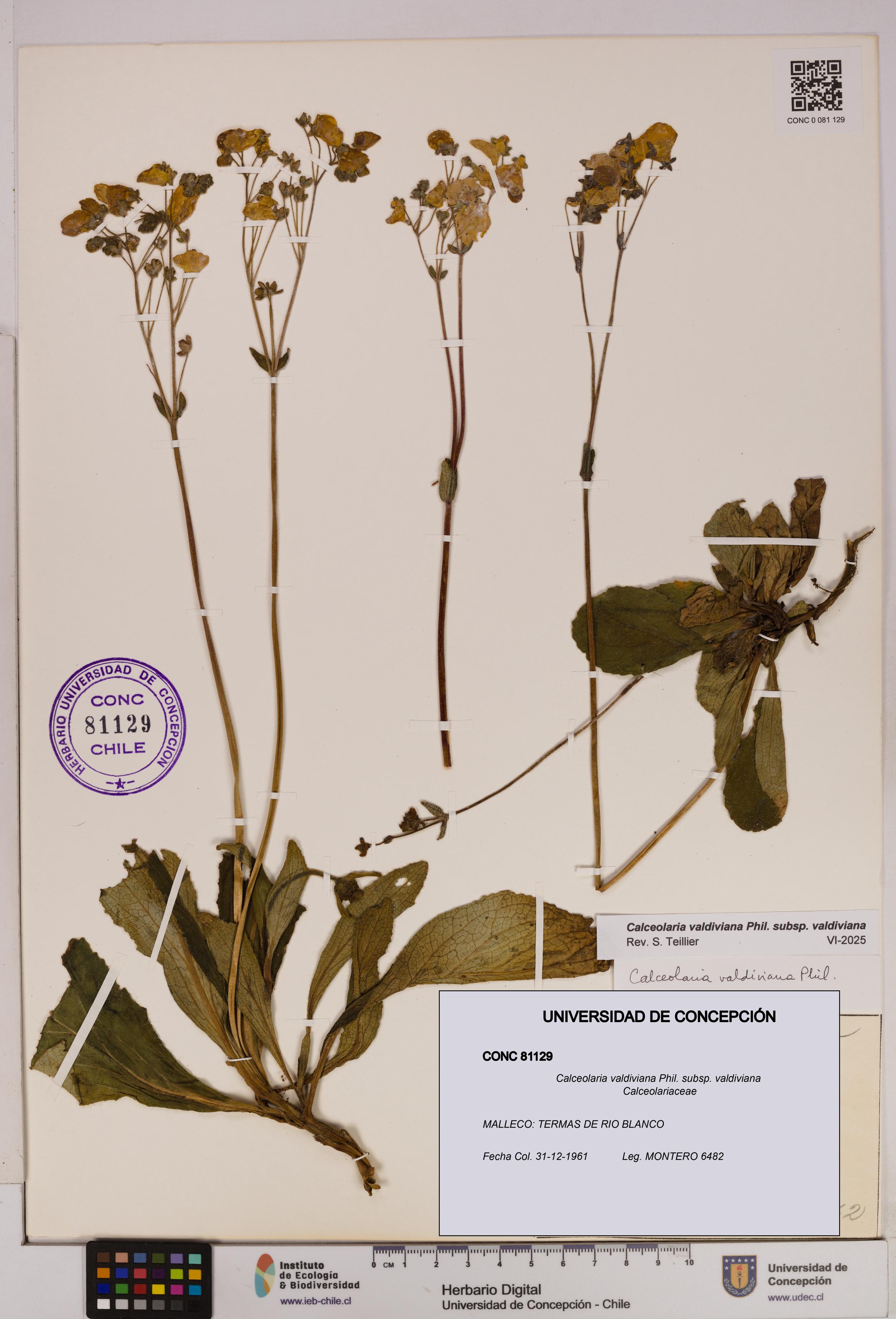 Calceolaria valdiviana subsp. valdiviana [Espécimen: UDEC:CONC:0081129]