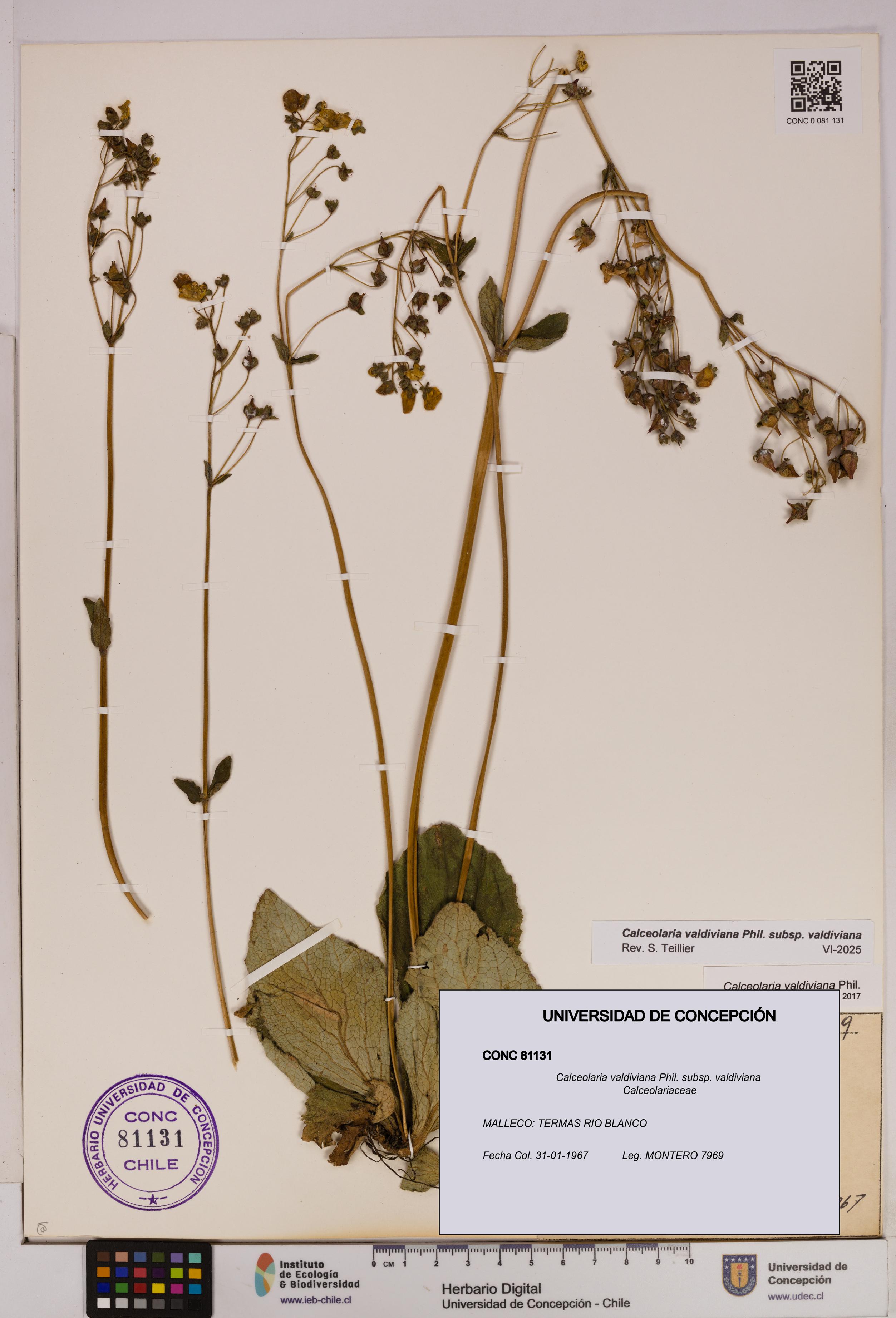 Calceolaria valdiviana subsp. valdiviana [Espécimen: UDEC:CONC:0081131]