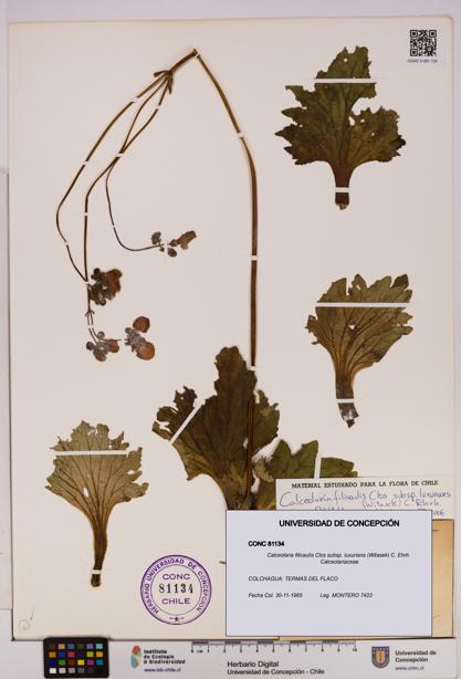 Calceolaria filicaulis [Espécimen: UDEC:CONC:0081134]