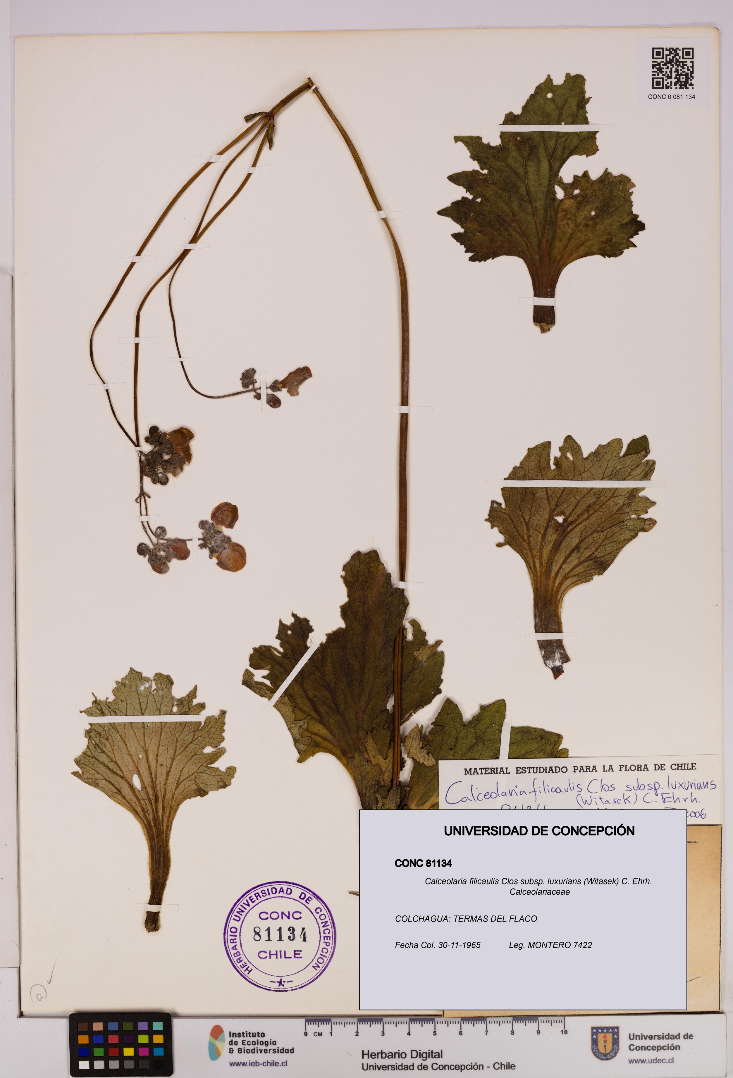 Calceolaria filicaulis [Espécimen: UDEC:CONC:0081134]