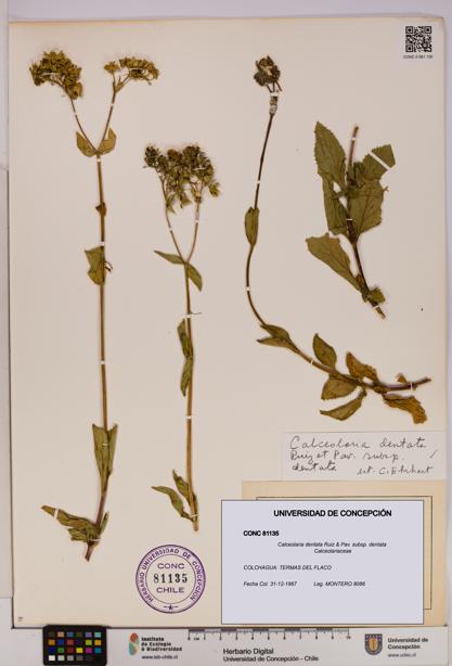 Calceolaria dentata subsp. dentata [Espécimen: UDEC:CONC:0081135]