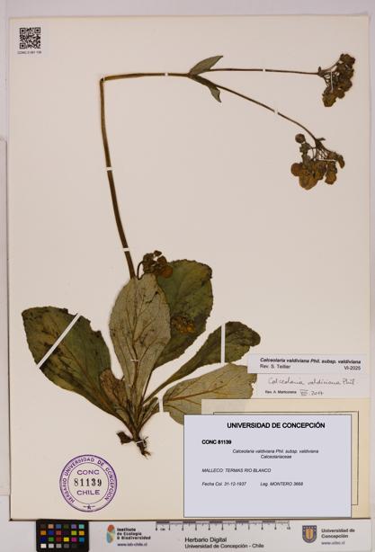 Calceolaria valdiviana subsp. valdiviana [Espécimen: UDEC:CONC:0081139]